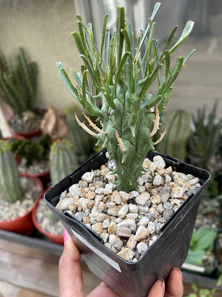 Euphorbia Schoenlandii | Rare Cactus | Live Plant