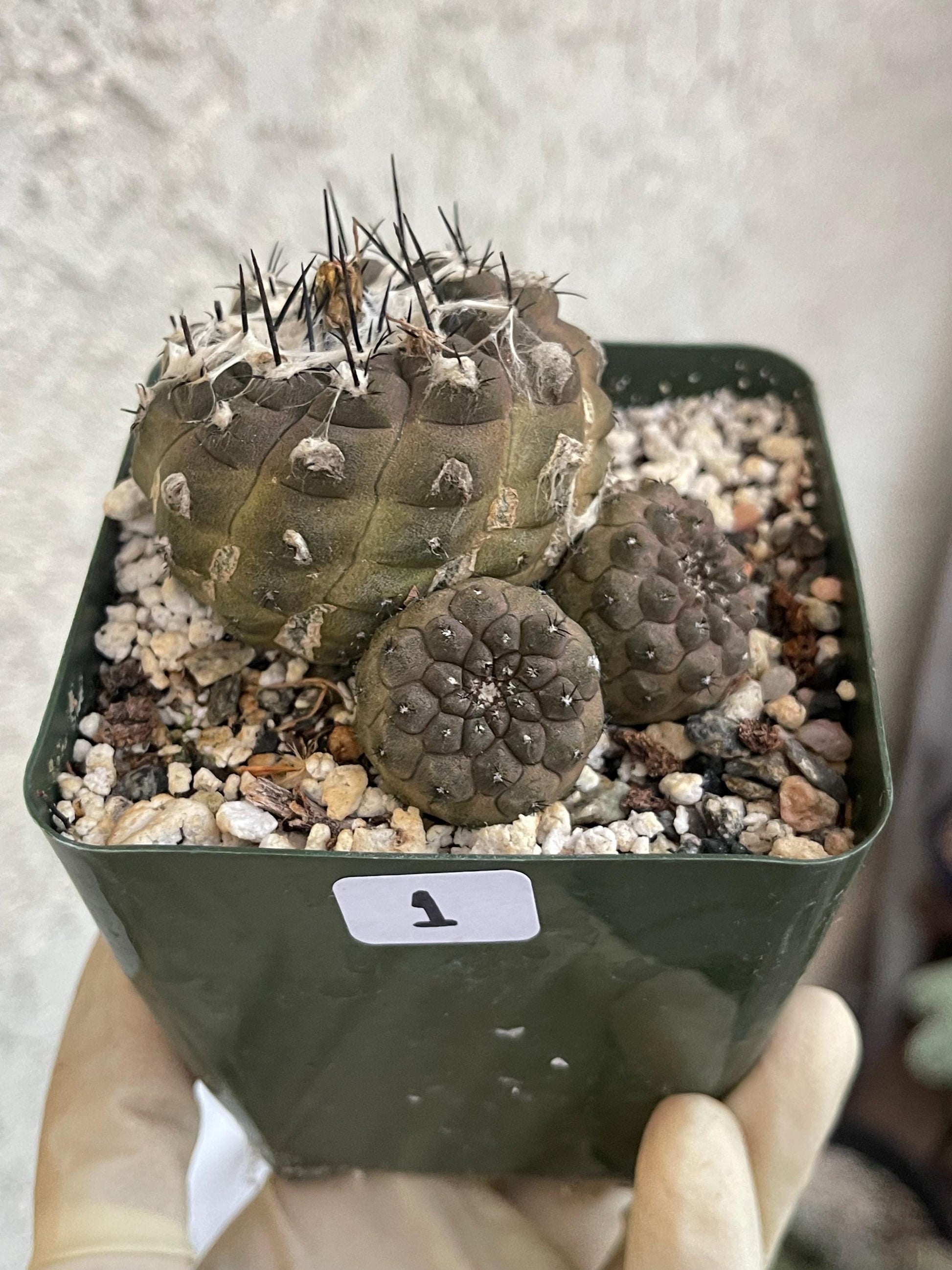 Dark Tone Copiapoa Hypogaea with pups | Live Cactus