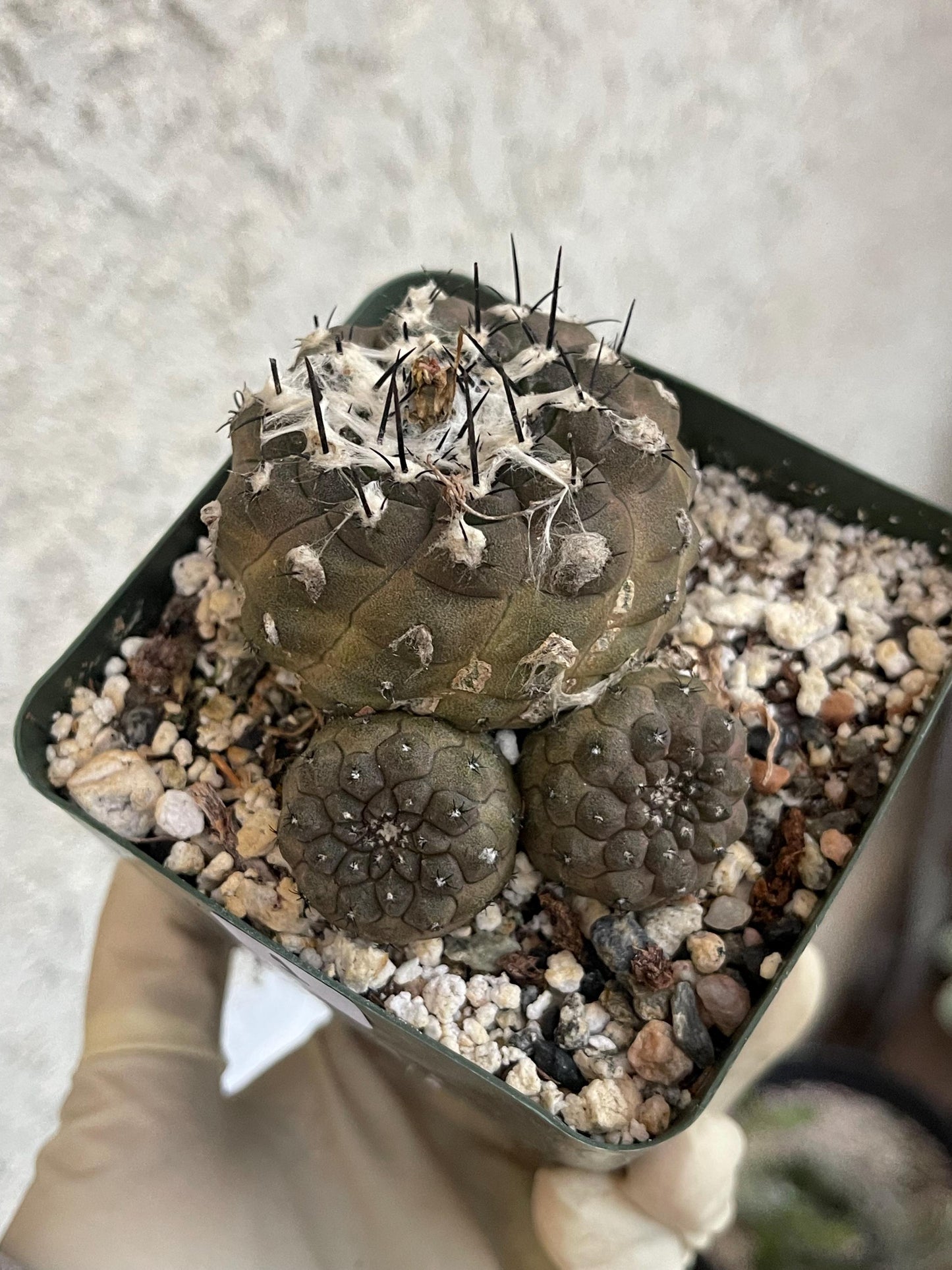 Dark Tone Copiapoa Hypogaea with pups | Live Cactus