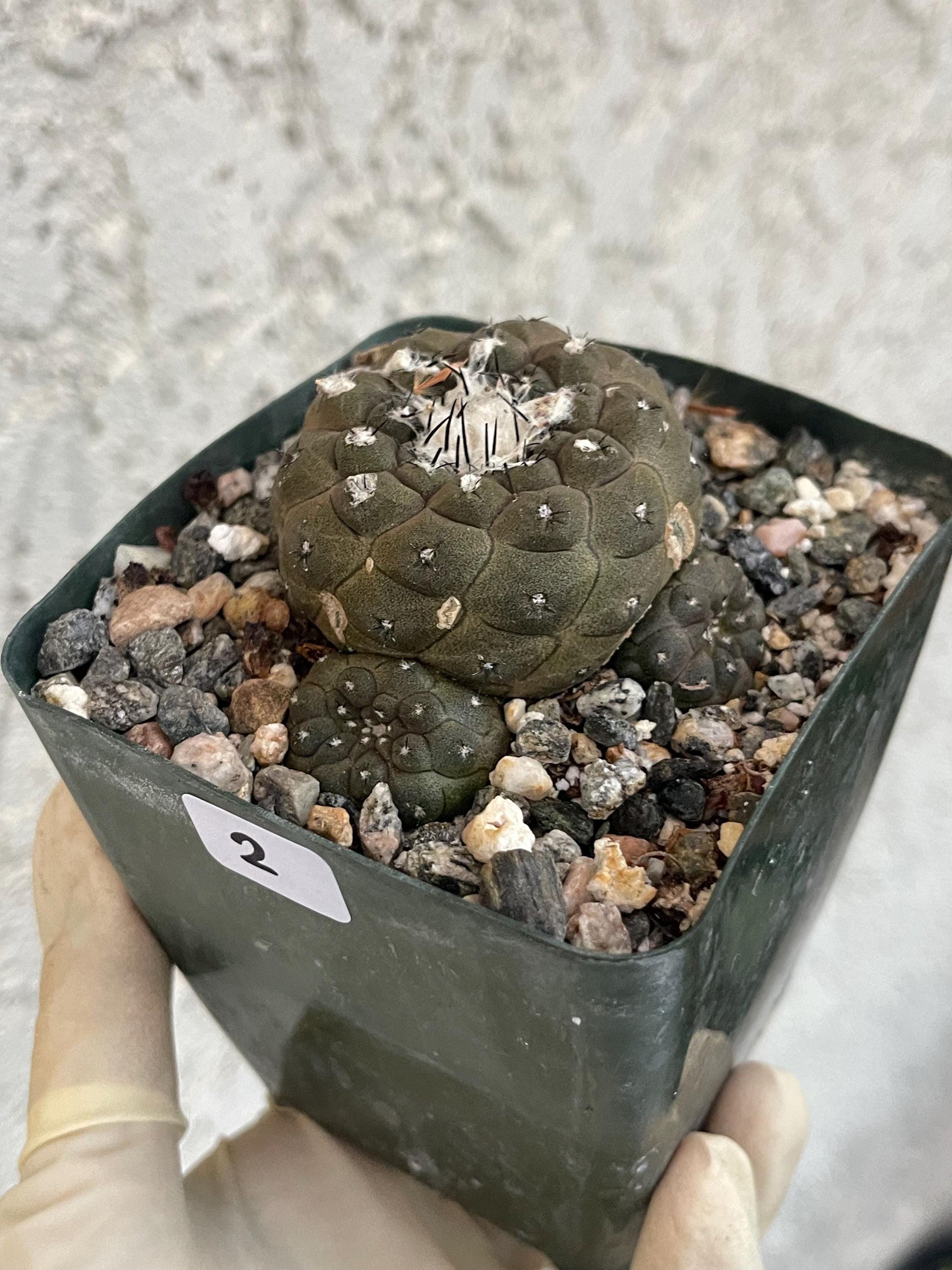 Dark Tone Copiapoa Hypogaea with pups | Live Cactus