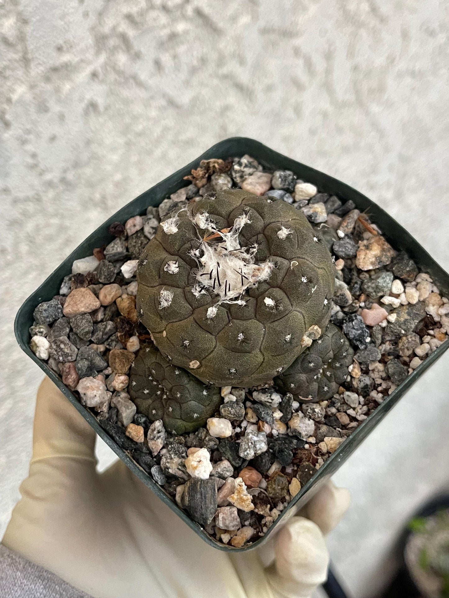 Dark Tone Copiapoa Hypogaea with pups | Live Cactus