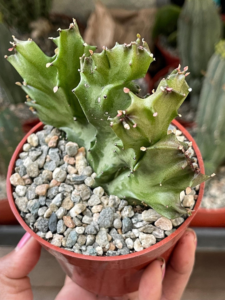 Crested Euphorbia Antiquorum | Crested Cactus | Live Plant