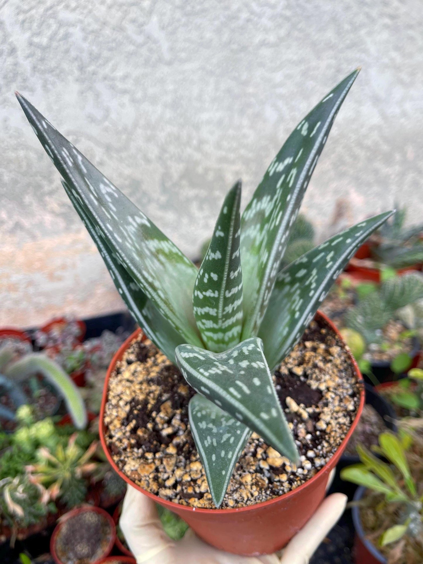 Tiger Aloe | Aloe variegata | Live Plant