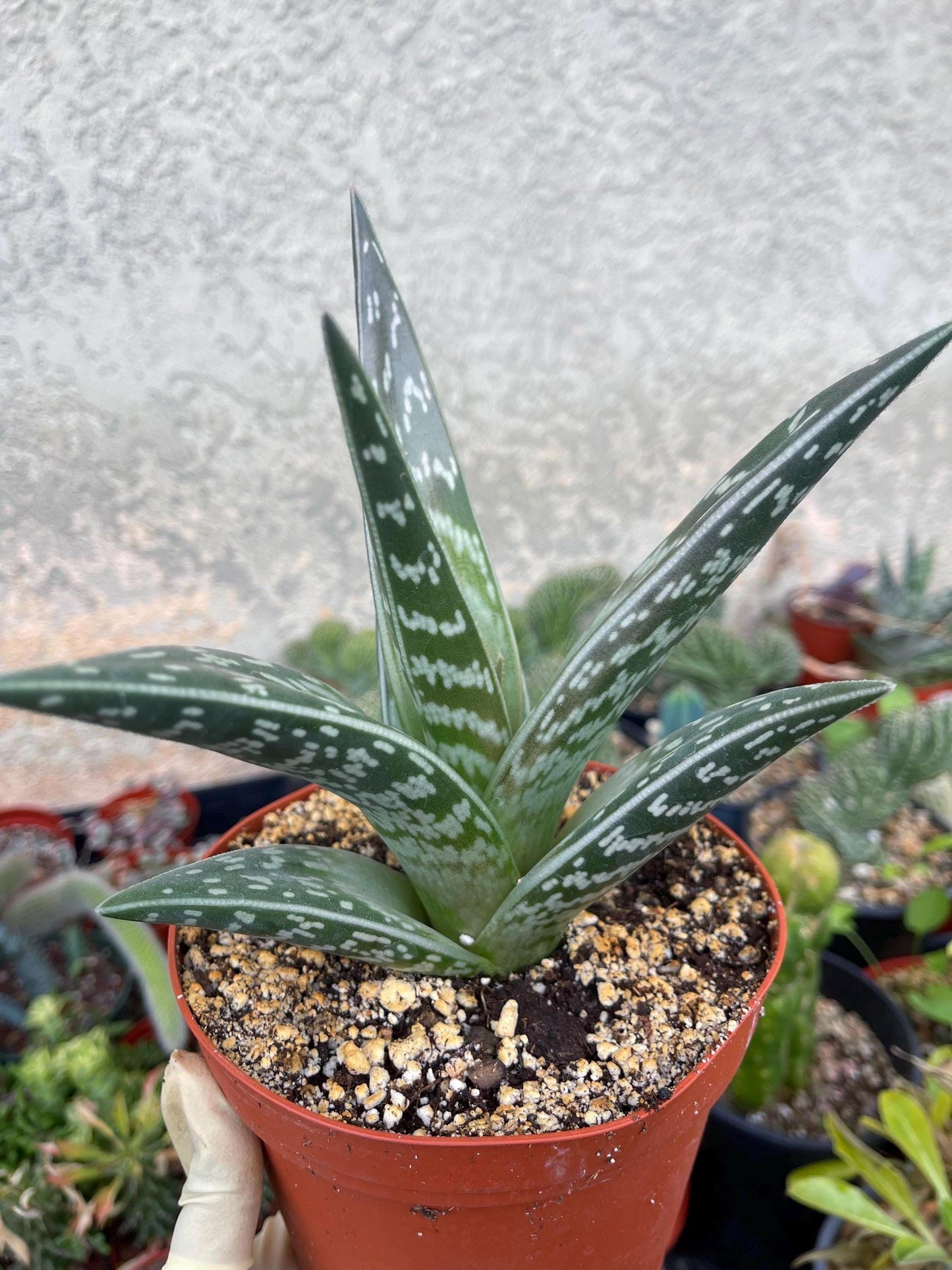 Tiger Aloe | Aloe variegata | Live Plant