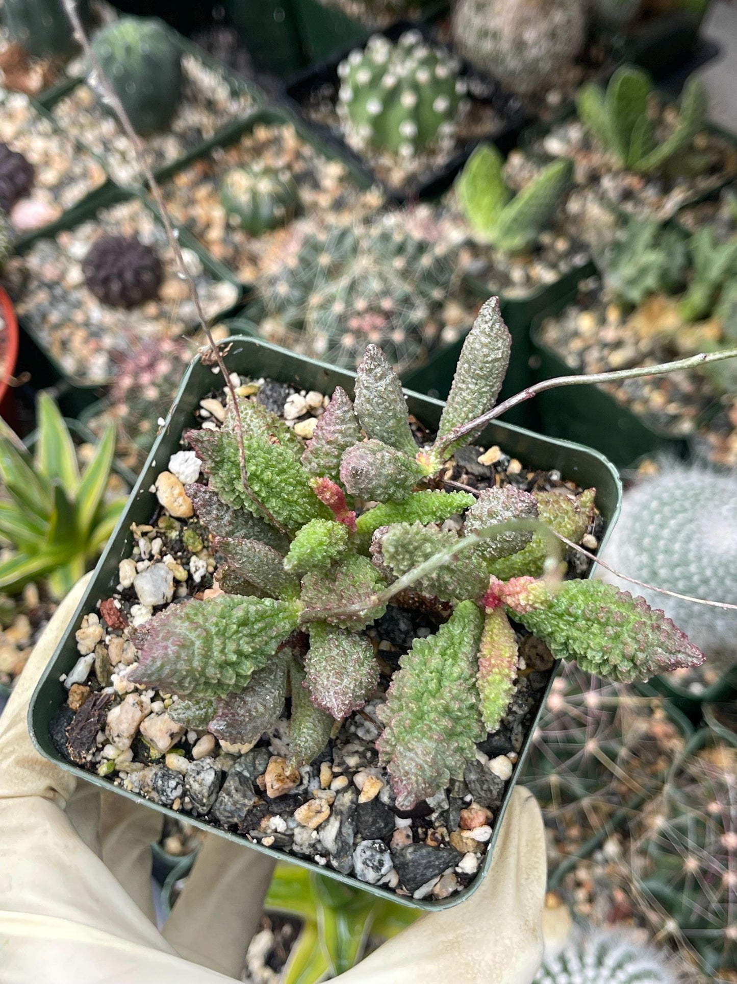 Adromischus herrei | Adromischus Marianae Herrei | Rare Succulents | Live Succulent