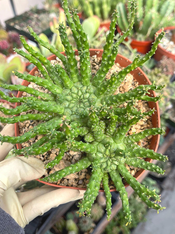 Triple Euphorbia Colliculina | Euphorbia Medusa | Live Plant | Rare Plant