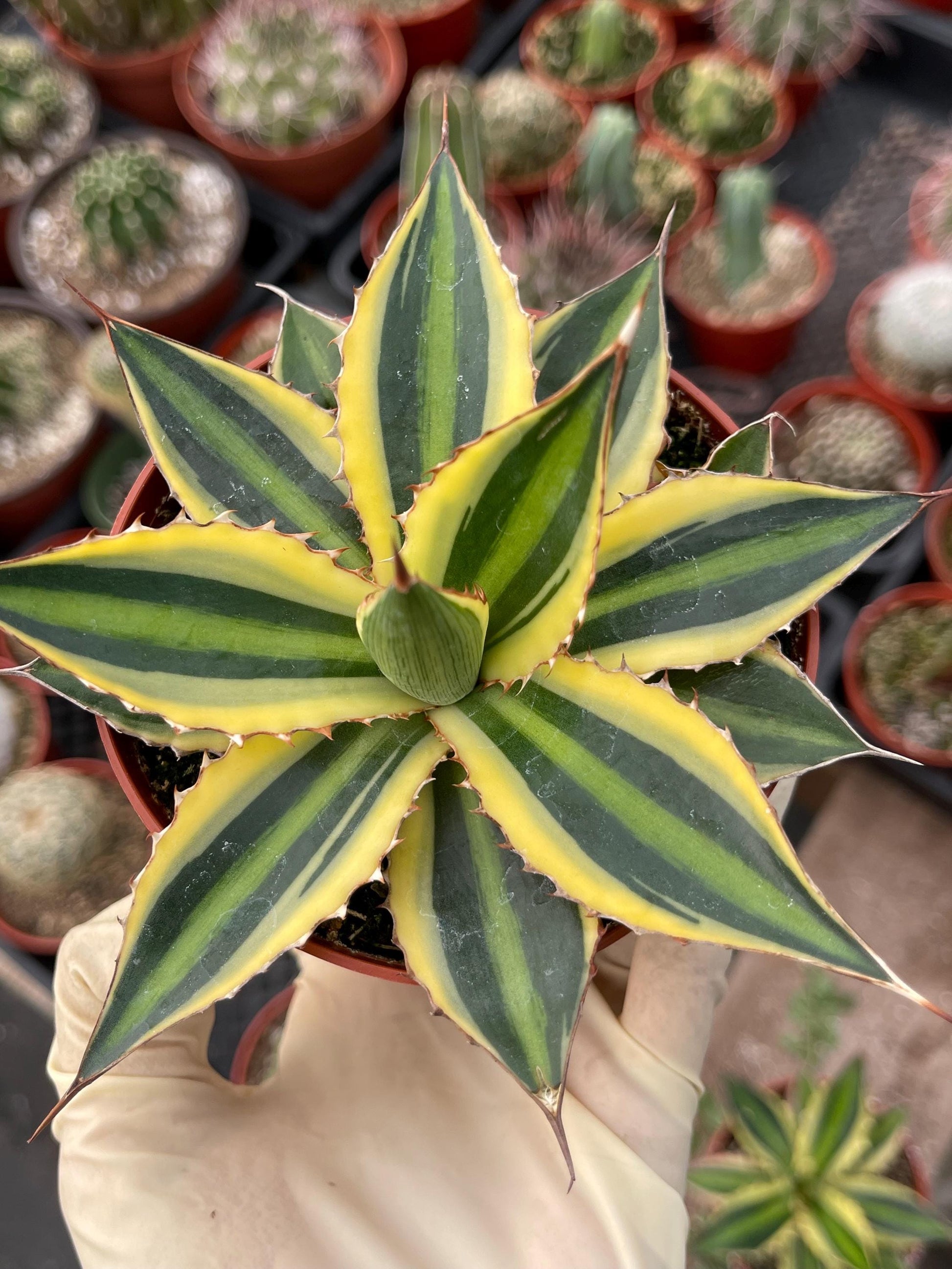 Agave lophanta quadricolor | Liveplants | Rare Plant | Mature Plant