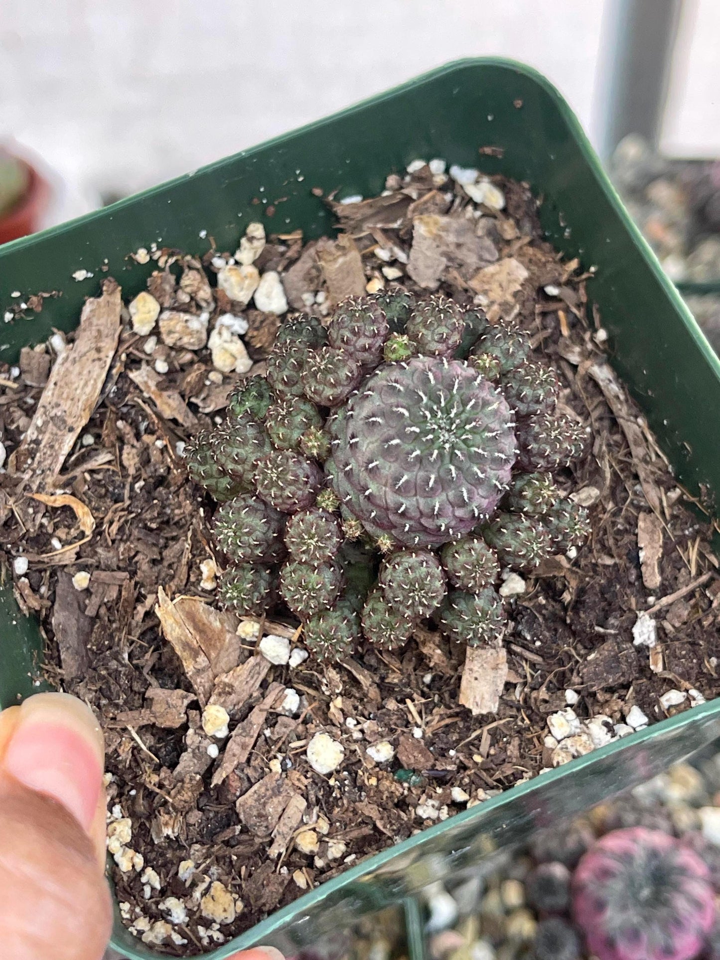 Sulcorebutia rauschii violaceidermis cactus | Live Cactus | Rare Cactus