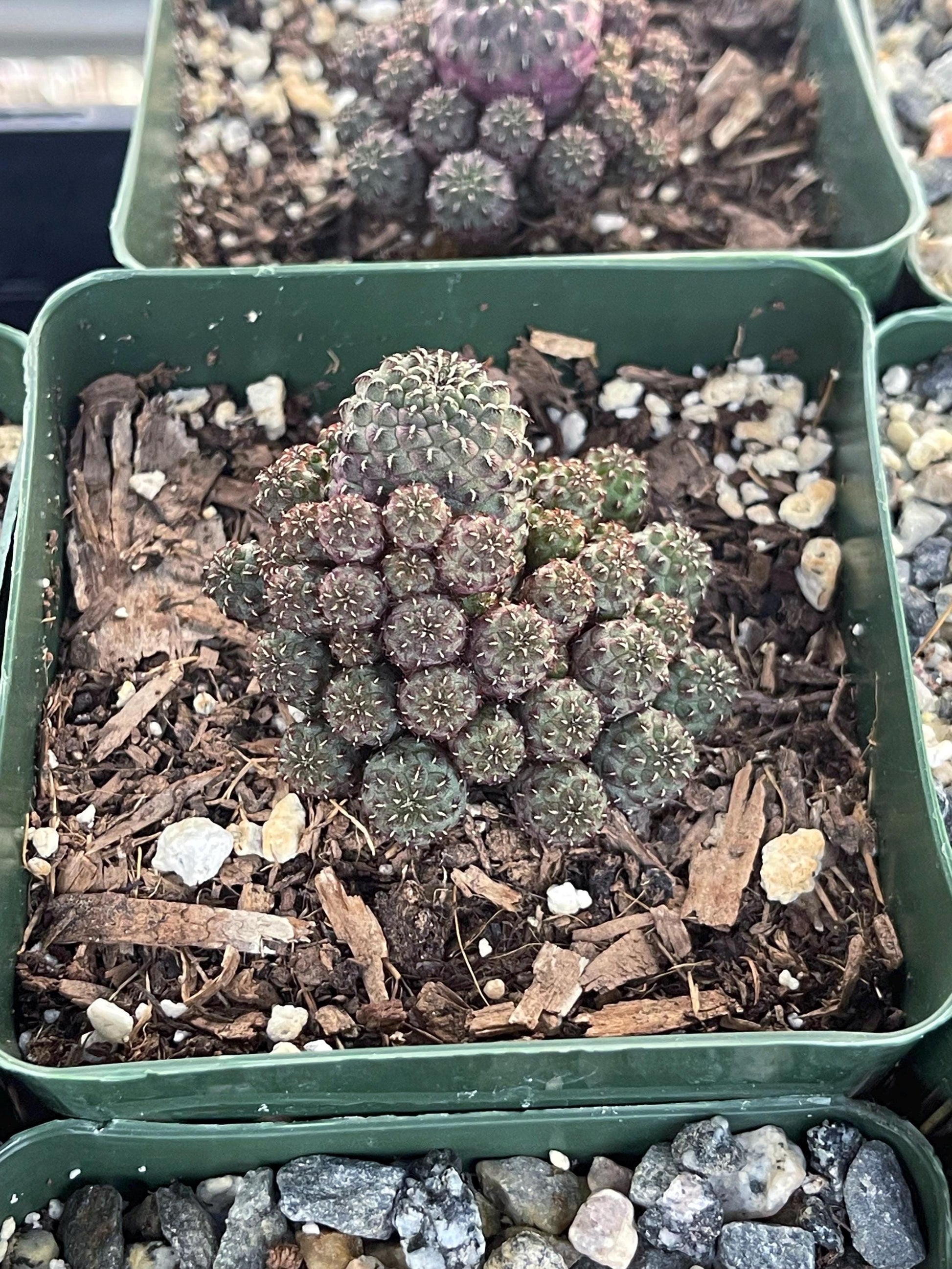 Sulcorebutia rauschii violaceidermis cactus | Live Cactus | Rare Cactus