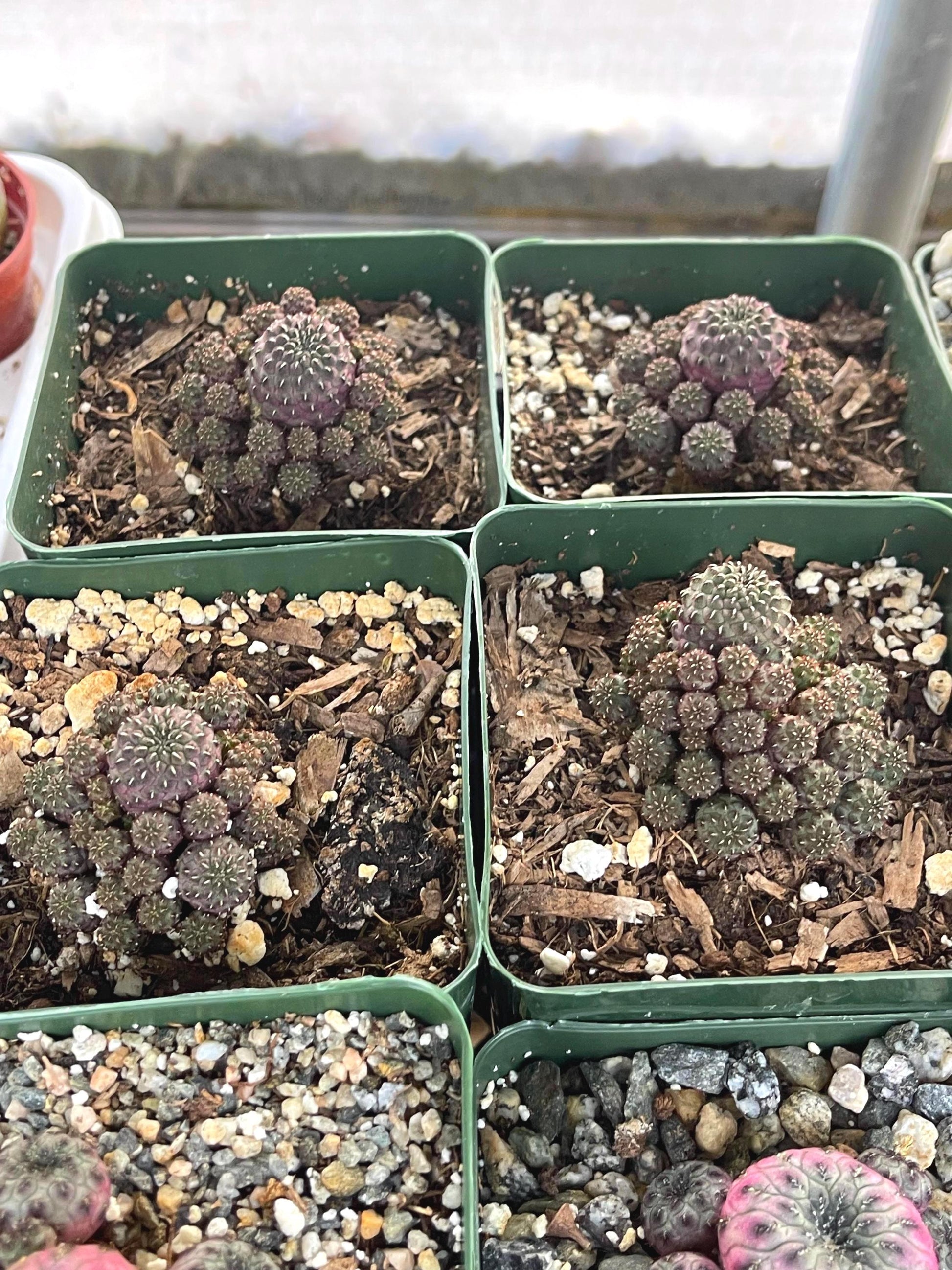 Sulcorebutia rauschii violaceidermis cactus | Live Cactus | Rare Cactus