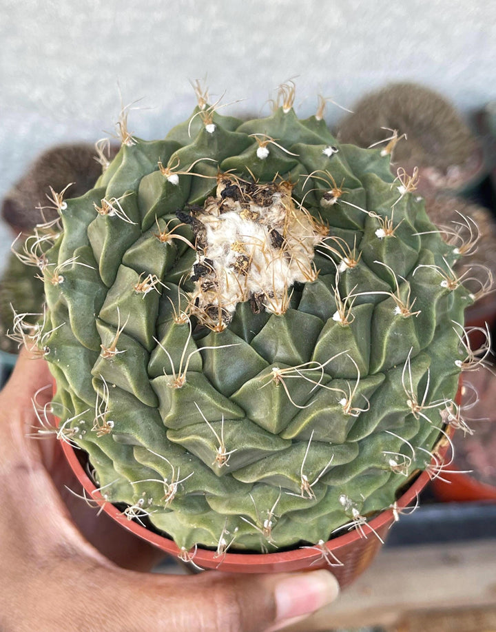 Obregonia Denegri cactus | Artichoke cactus | Rare Cactus