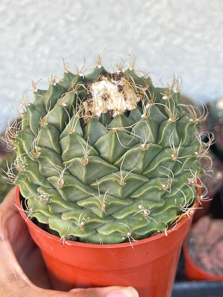 Obregonia Denegri cactus | Artichoke cactus | Rare Cactus