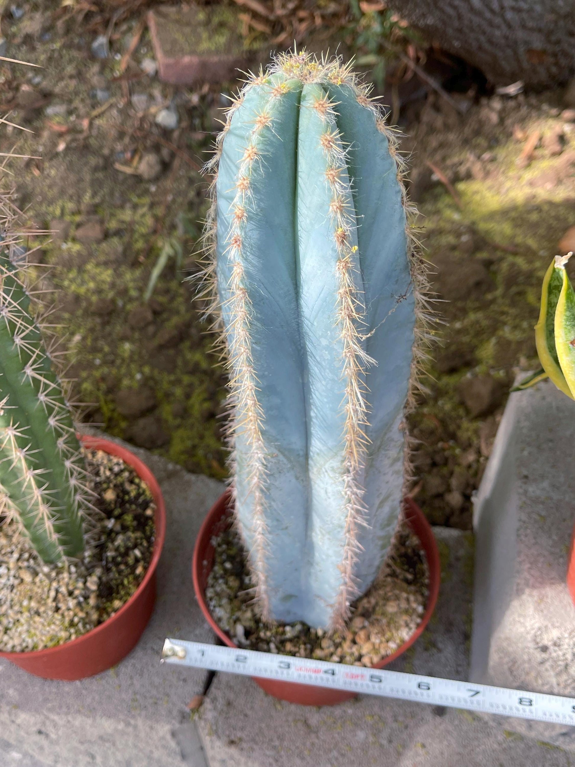 Fat Blue Torch, Pilosocereus Azureus | Blue Cactus