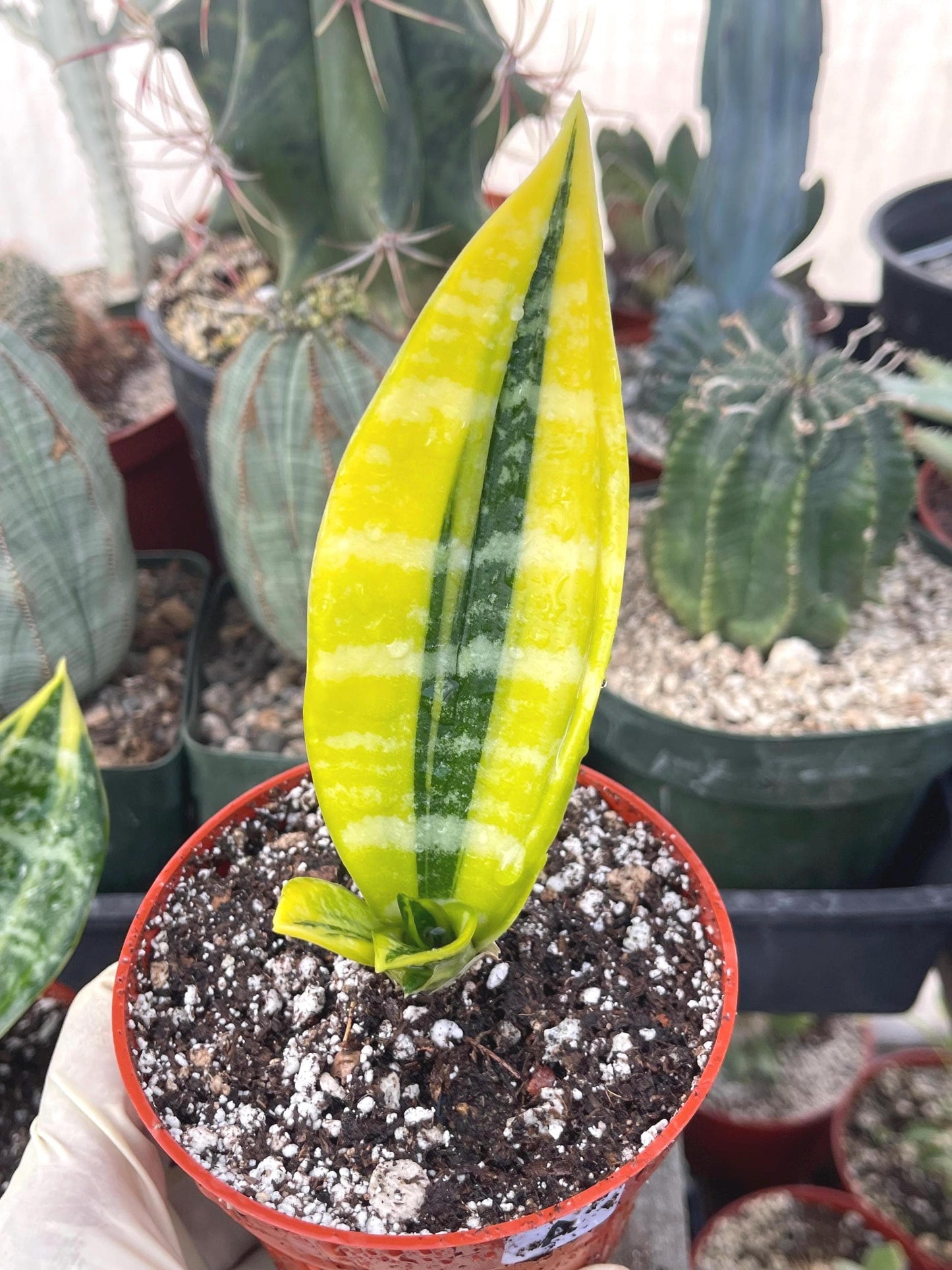 Sansevieria Trifasciata Futura Superba | Live Plant