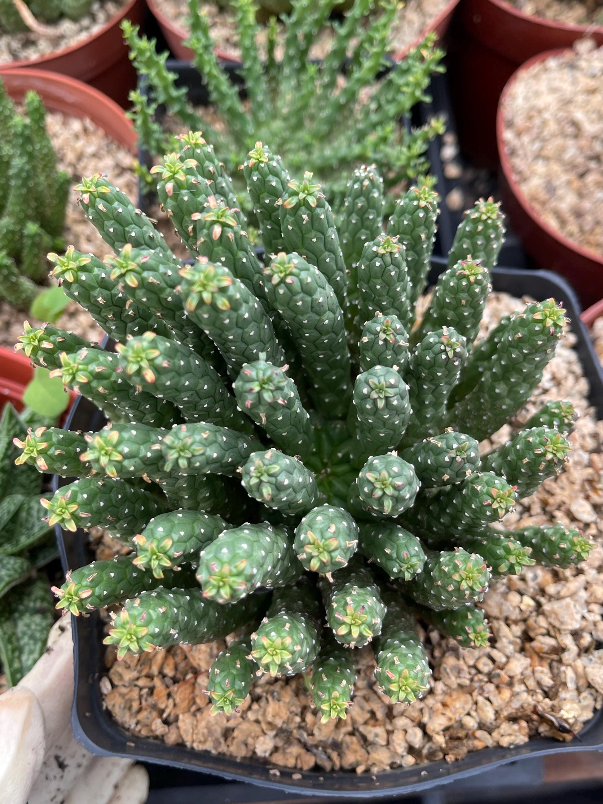 Euphorbia Colliculina | Euphorbia Medusa | Live Plant | Rare Plant