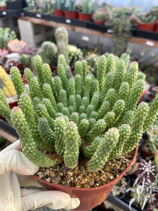 Euphorbia Colliculina | Euphorbia Medusa | Live Plant | Rare Plant