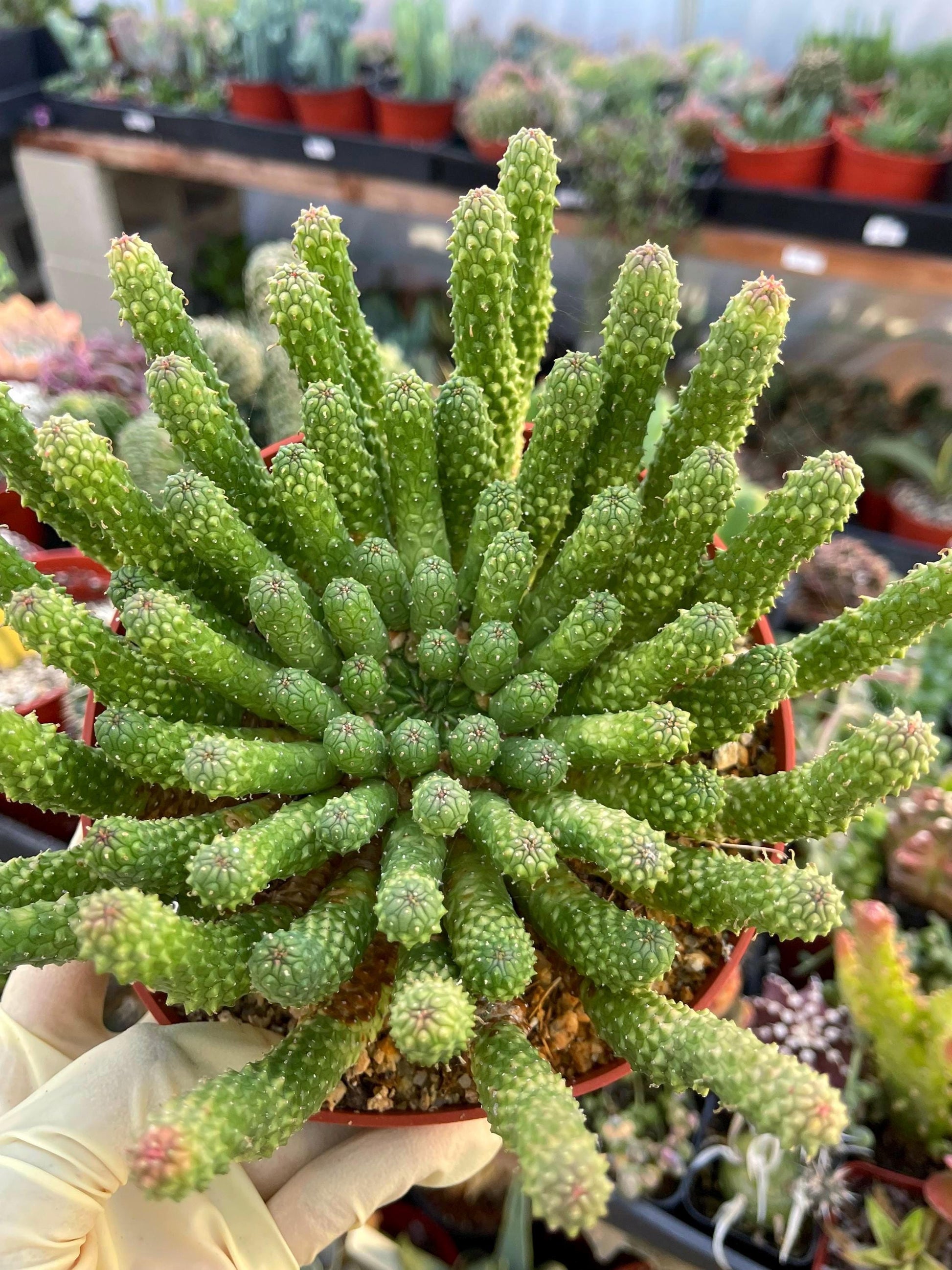 Euphorbia Colliculina | Euphorbia Medusa | Live Plant | Rare Plant