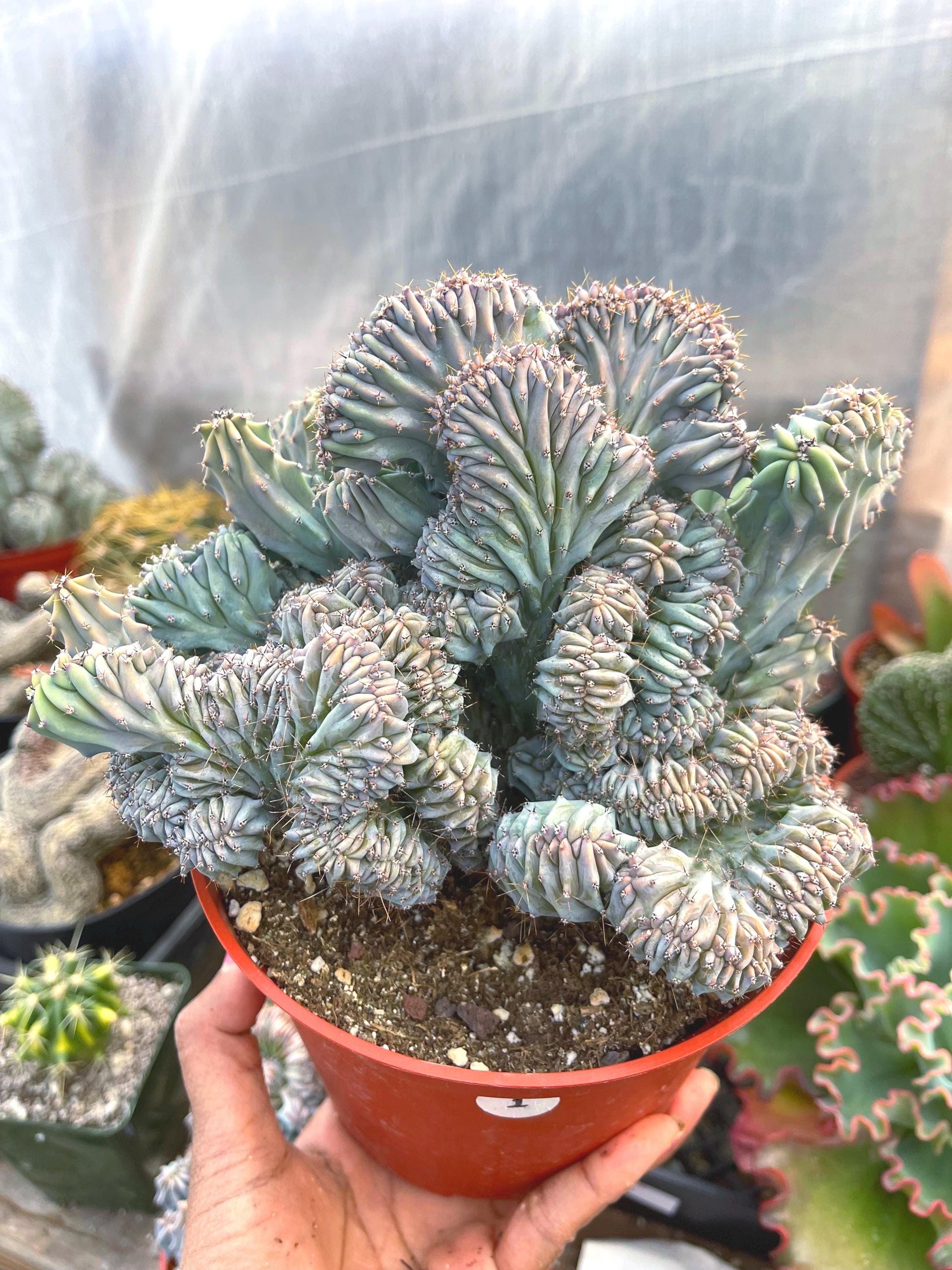 6” Large Crested Myrtle Cactus | Blue Candle | Live Cactus