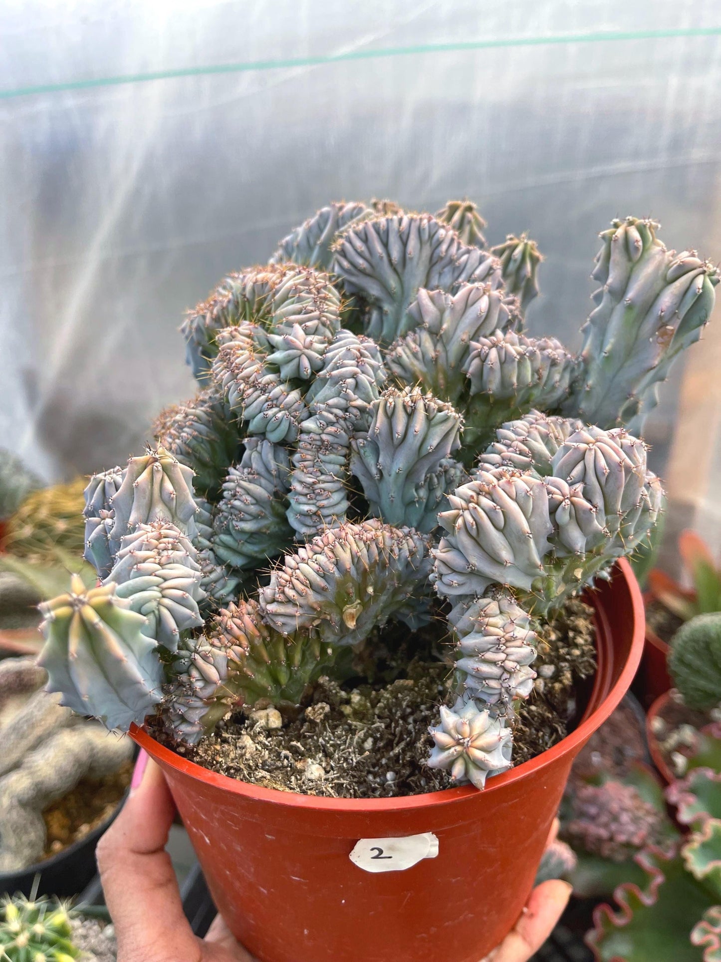 6” Large Crested Myrtle Cactus | Blue Candle | Live Cactus