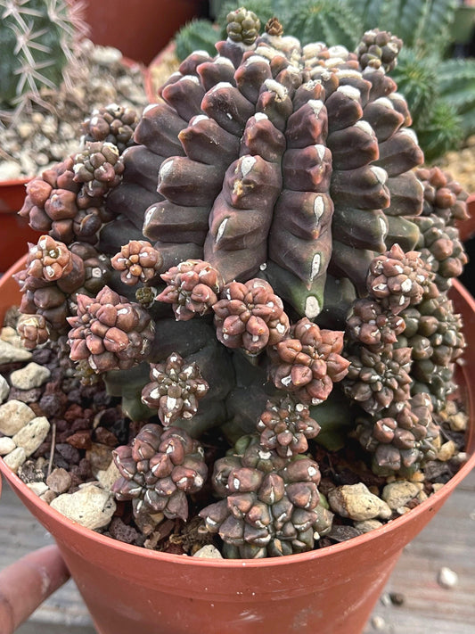 Imported Gymnocalycium Kikko Montrose | Live Cactus