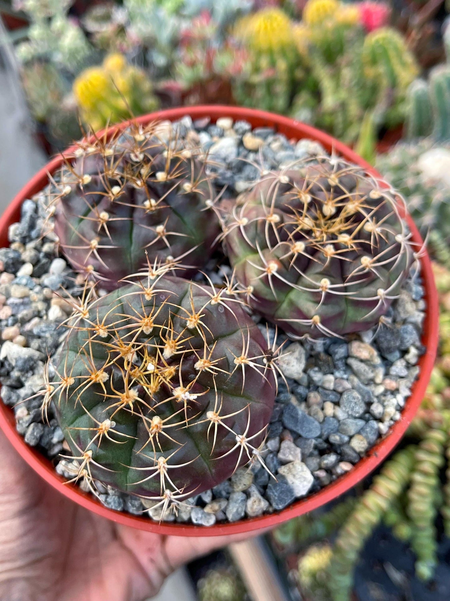 3.5” Gymnocalycium Tucavocense w/ pups | Live Cactus