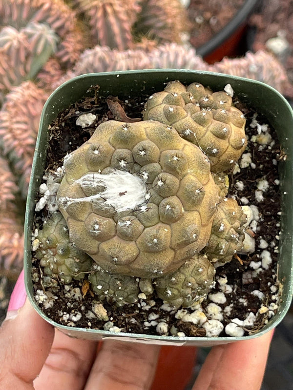 Copiapoa Hypogaea with pups | Live Cactus