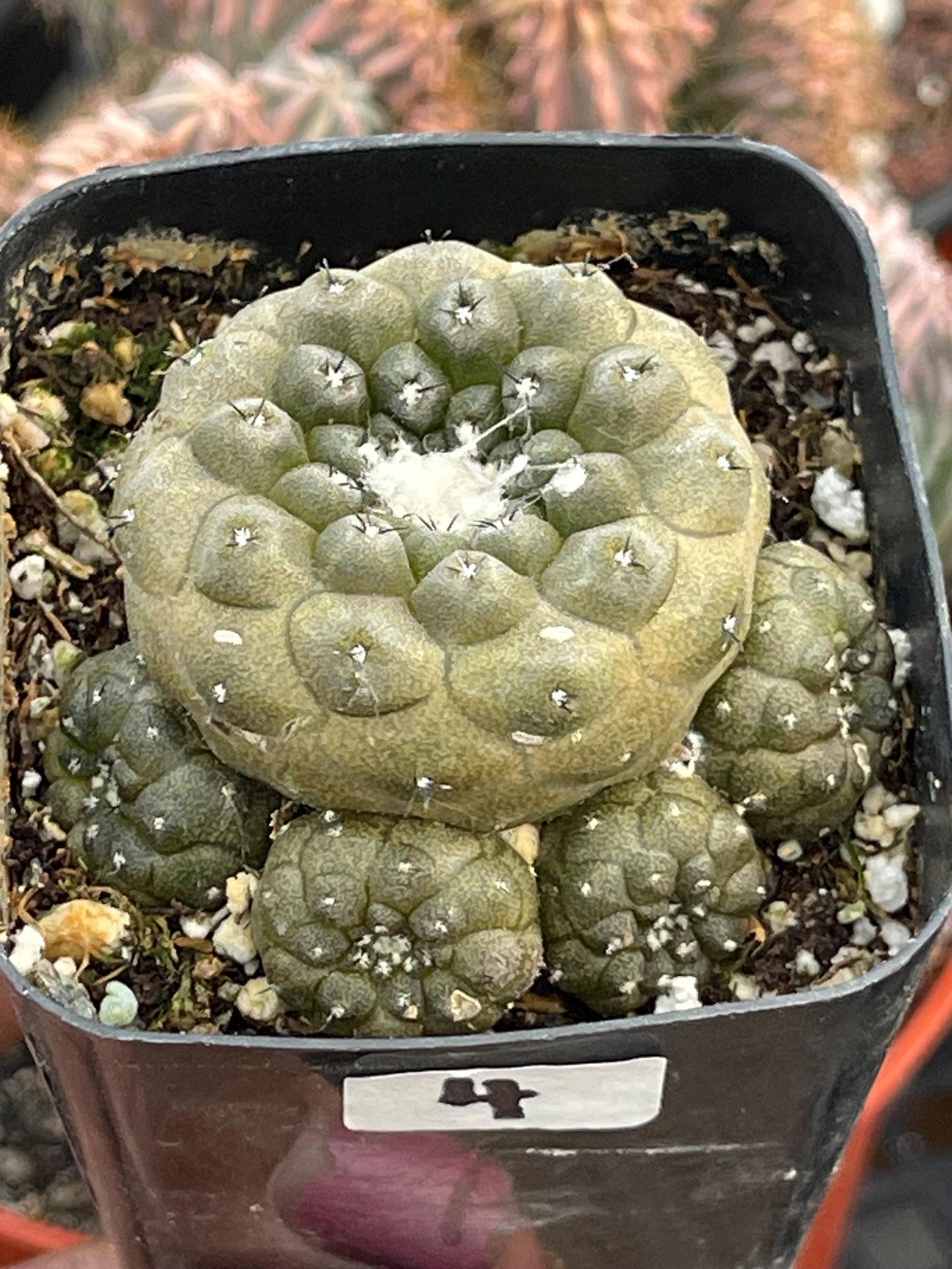 Copiapoa Hypogaea with pups | Live Cactus