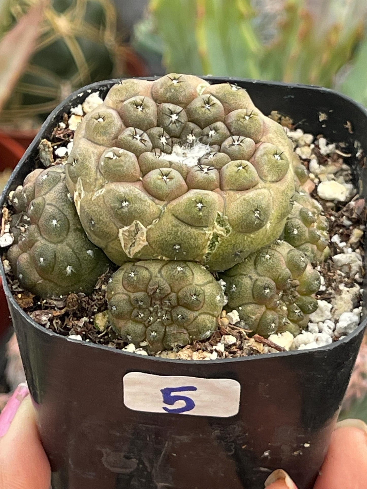 Copiapoa Hypogaea with pups | Live Cactus