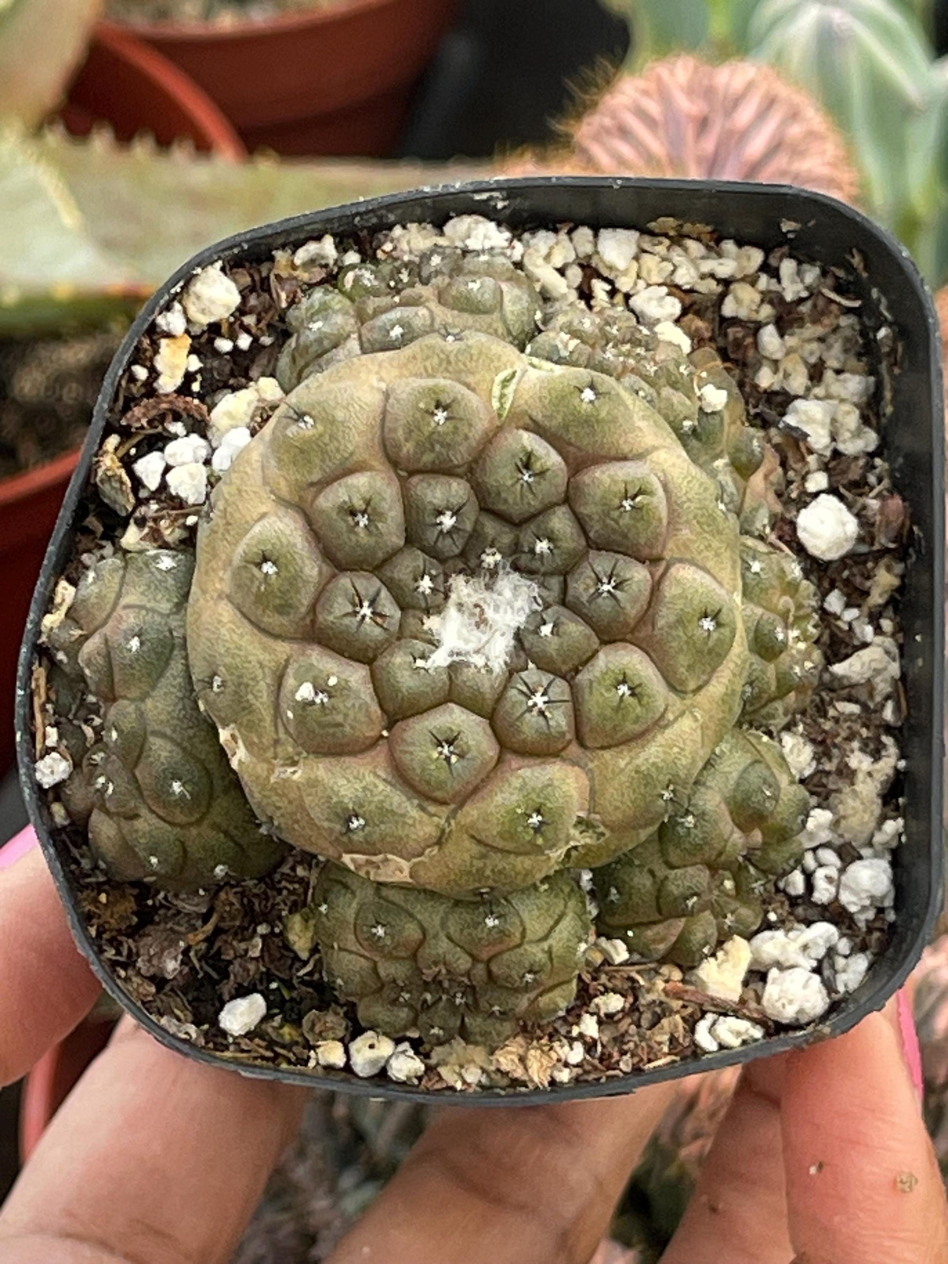 Copiapoa Hypogaea with pups | Live Cactus