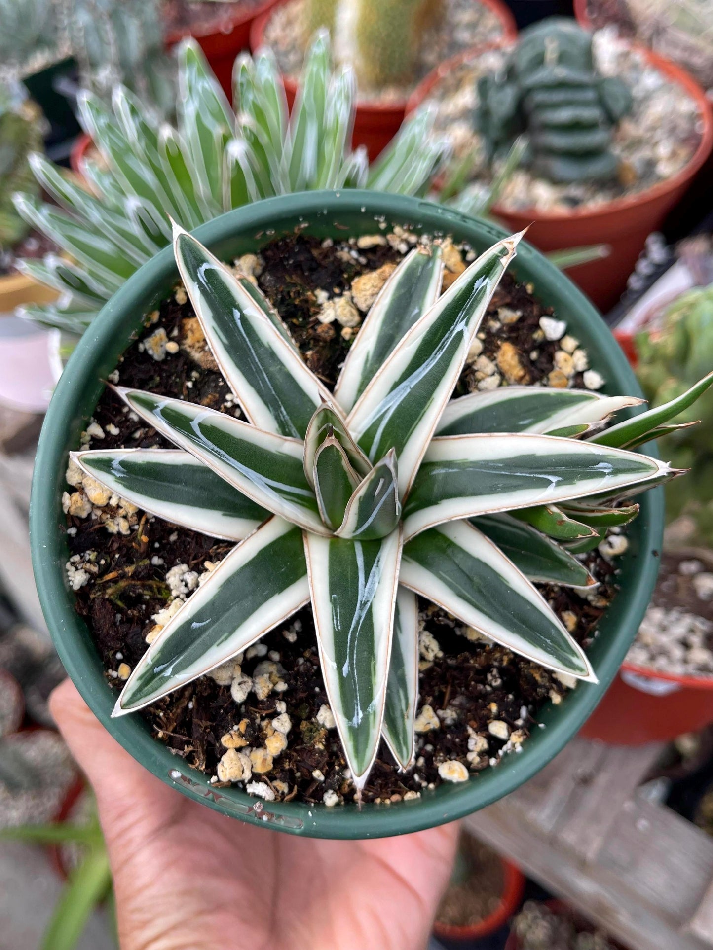 Agave White Rhino w/pup | Live Plant | Live Agave