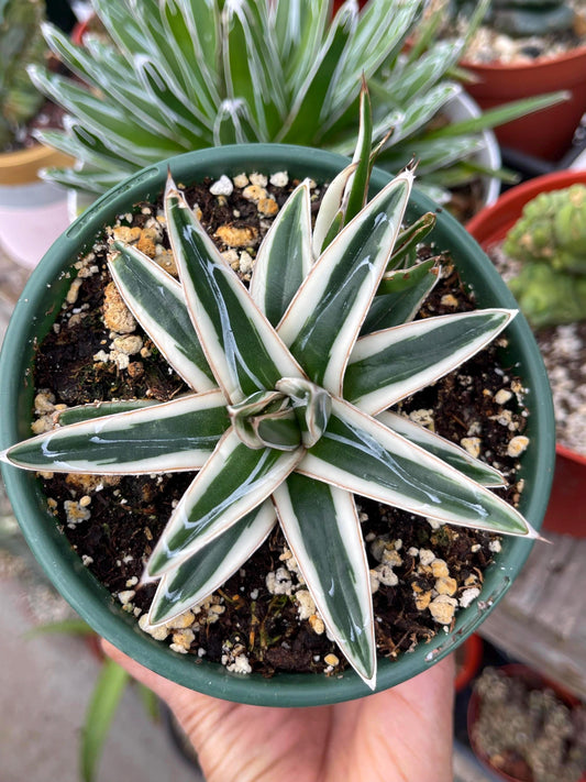 Agave White Rhino w/pup | Live Plant | Live Agave