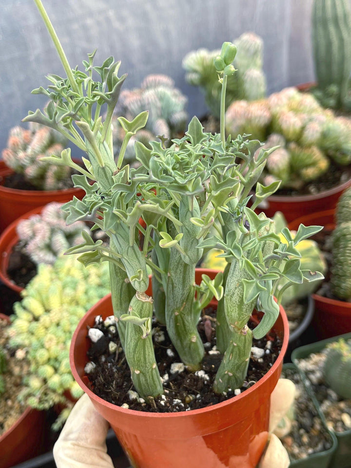 Crassula Brevifolia | Live Succulent | Live Plant