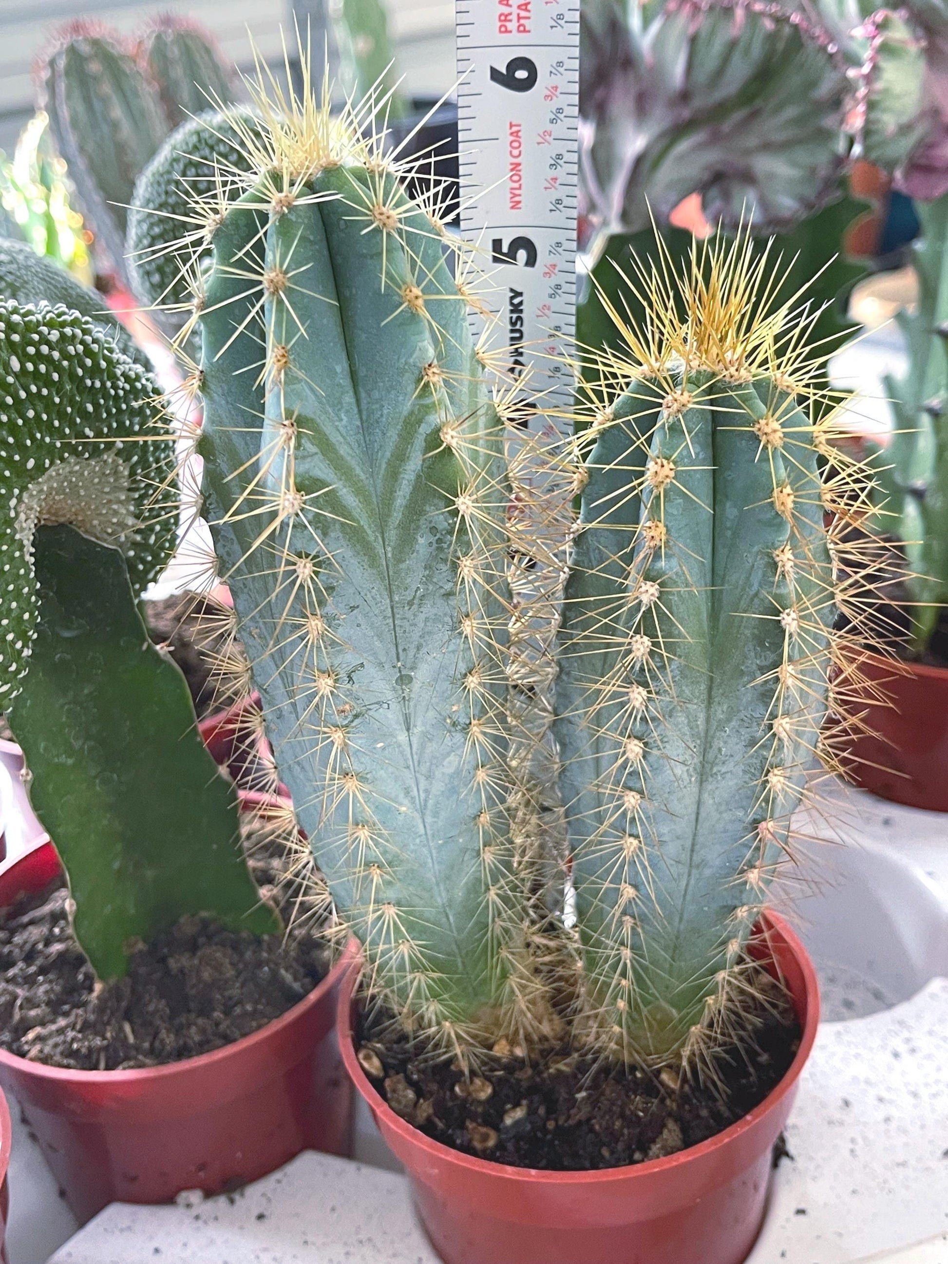 Blue Torch, Pilosocereus Azureus | Blue Cactus