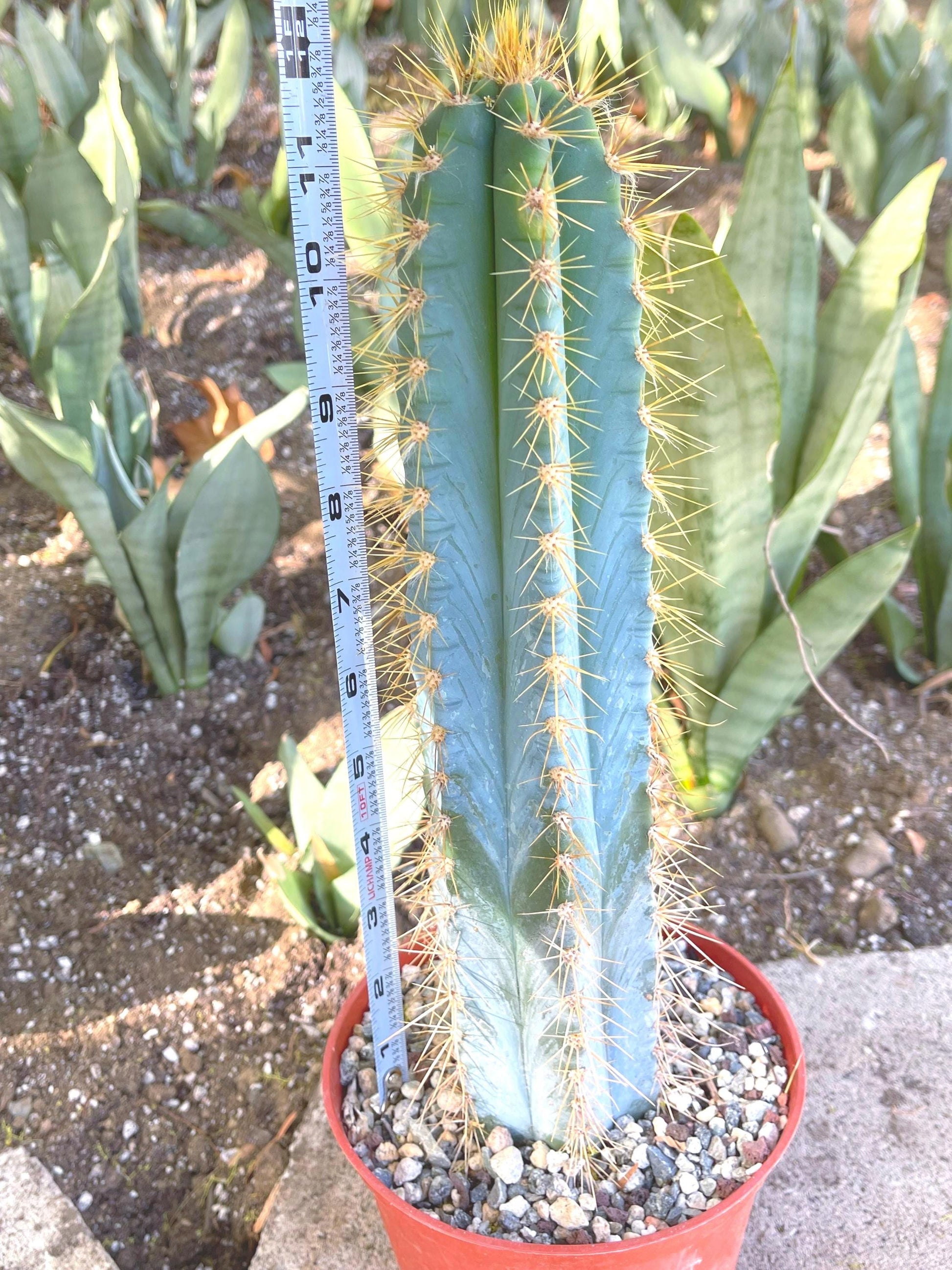 Fat Blue Torch, Pilosocereus Azureus | Blue Cactus