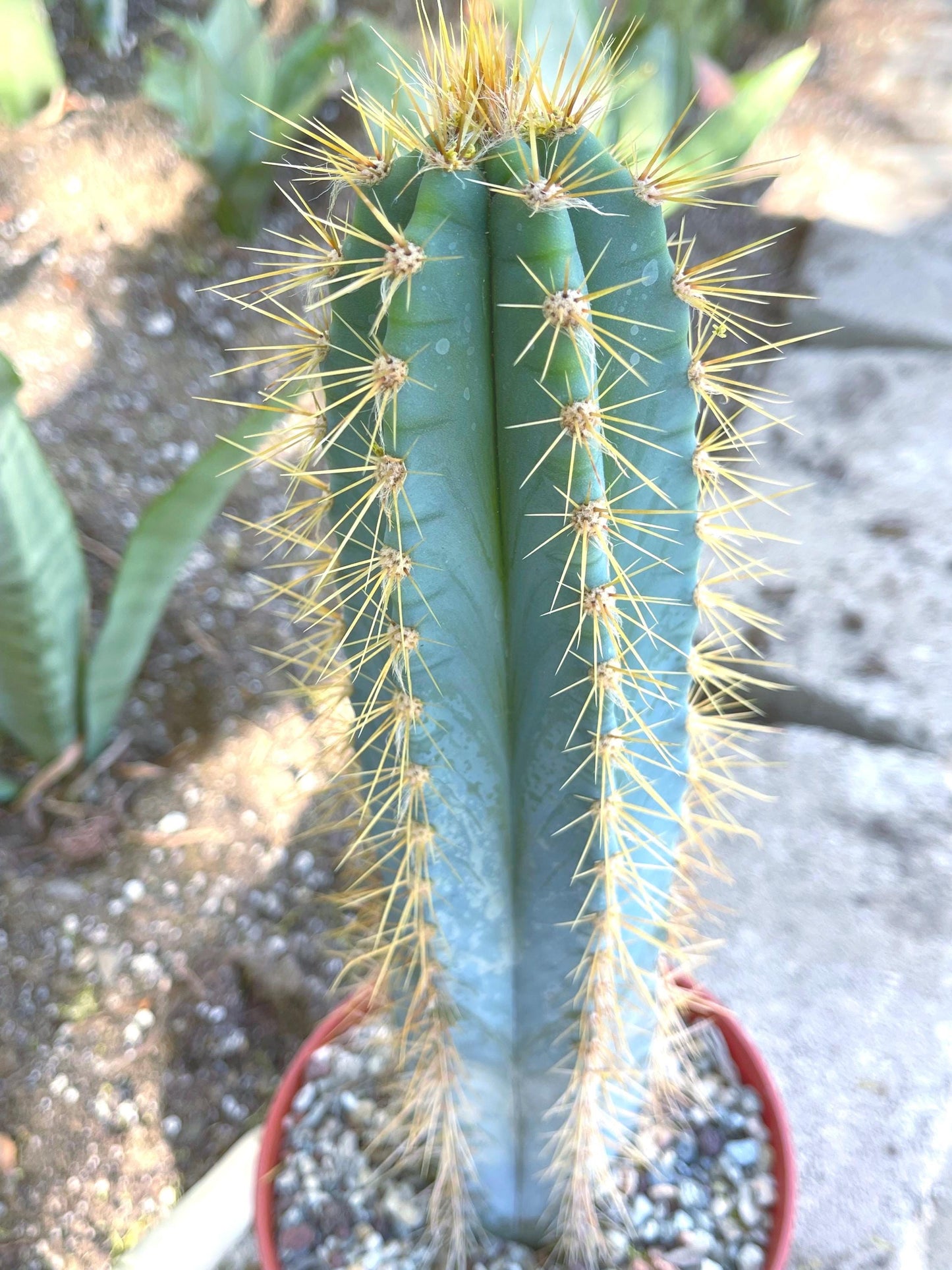 Fat Blue Torch, Pilosocereus Azureus | Blue Cactus