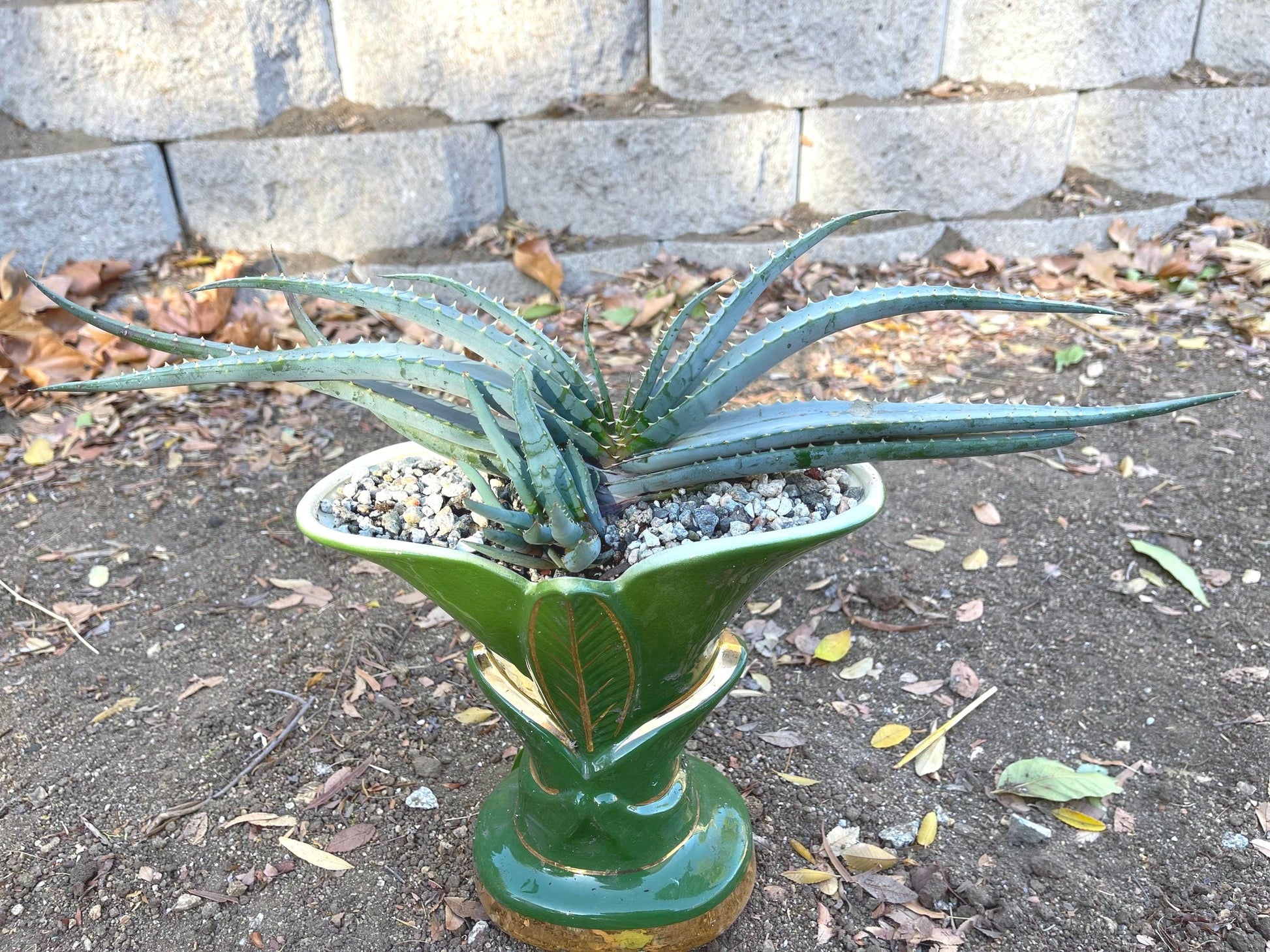 Large Aloe Suprafoliata w/ pup | Mustache Aloe | Live Plant | Live Succulent