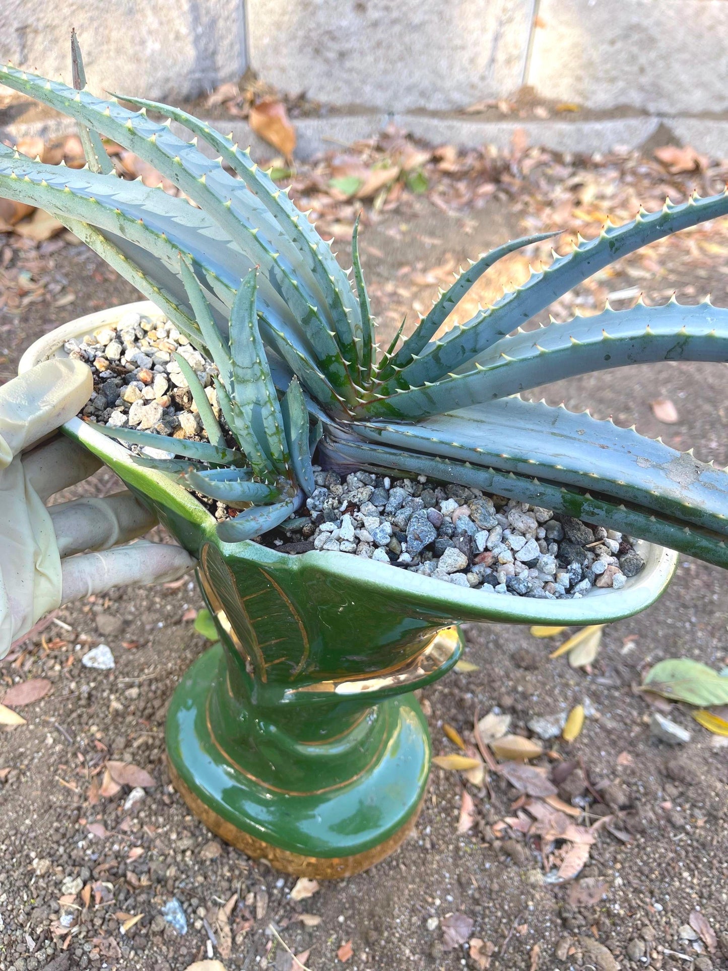 Large Aloe Suprafoliata w/ pup | Mustache Aloe | Live Plant | Live Succulent