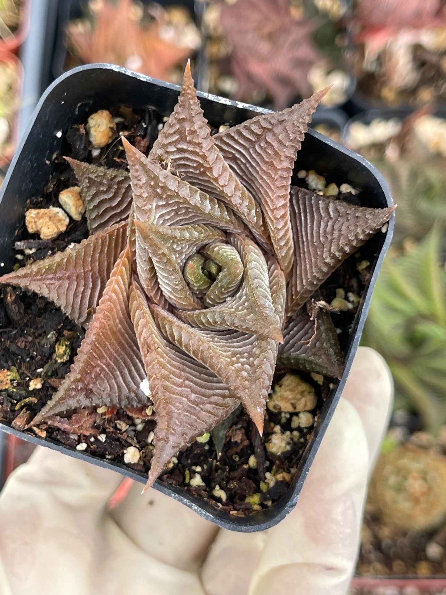 Haworthia Limifolia Spiralis | Rare Item | | Live Succulent