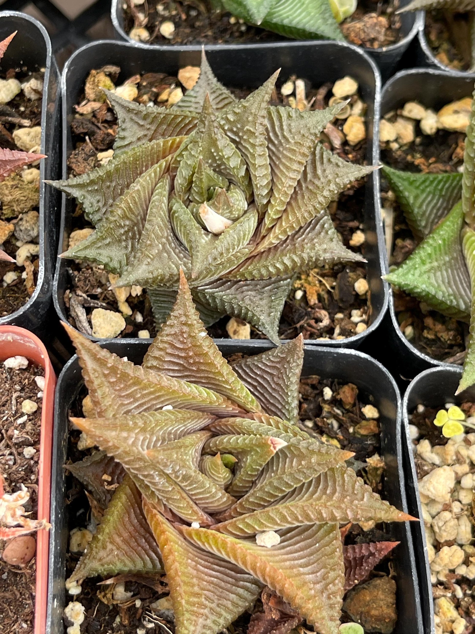 Haworthia Limifolia Spiralis | Rare Item | | Live Succulent