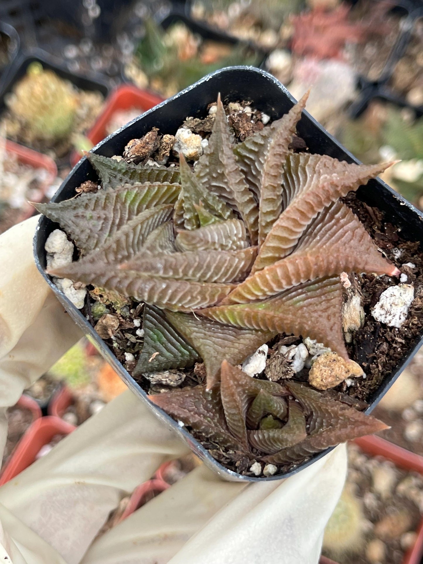 Haworthia Limifolia Spiralis | Rare Item | | Live Succulent