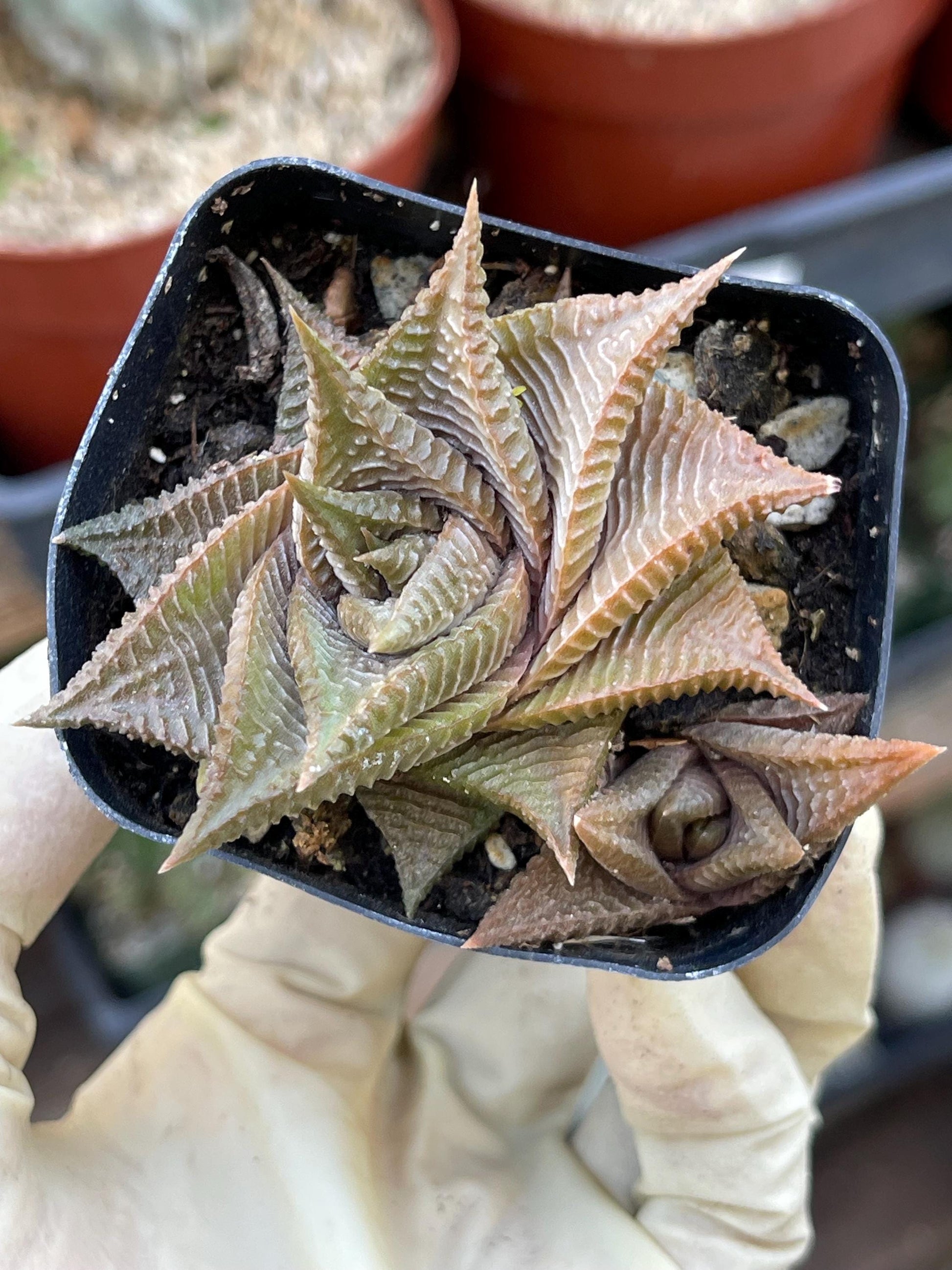 Haworthia Limifolia Spiralis | Rare Item | | Live Succulent