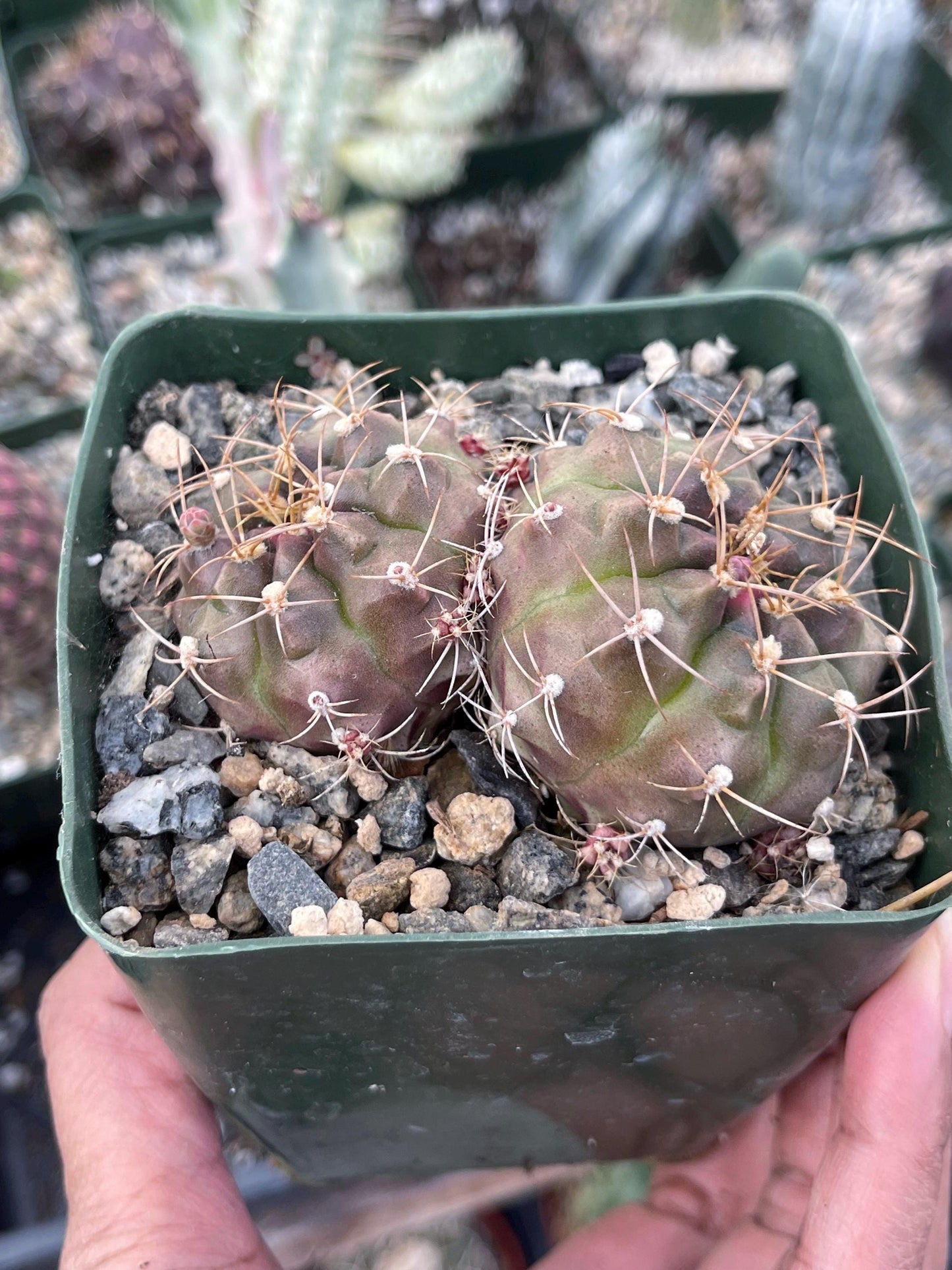 3.5” Gymnocalycium Tucavocense w/ pups | Live Cactus