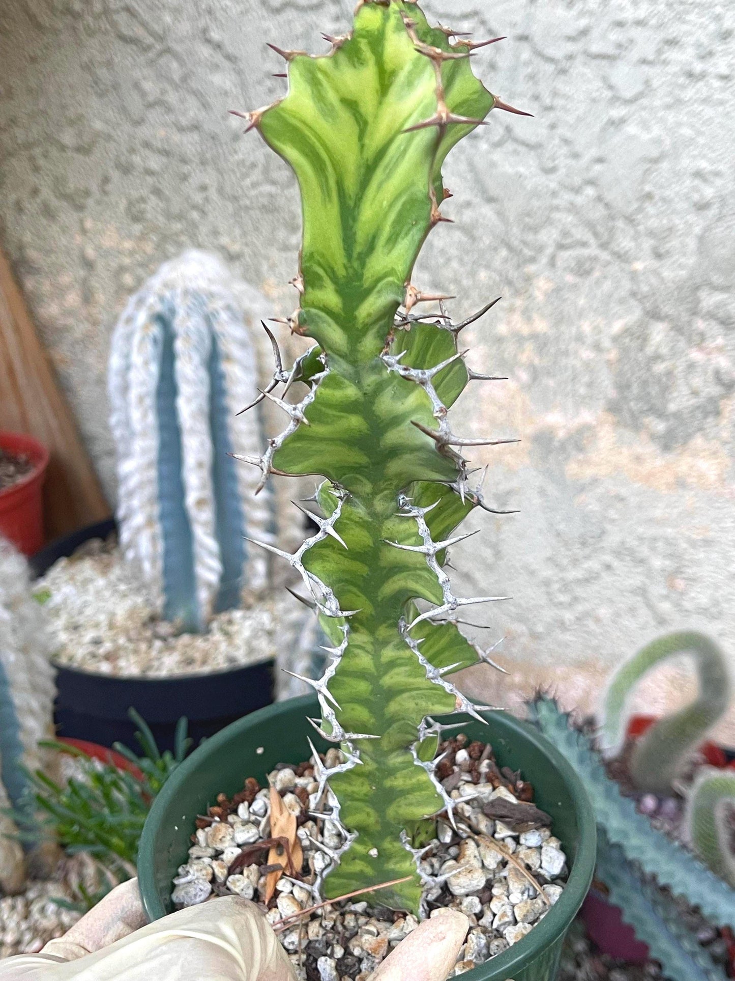 Euphorbia pseudocactus Zig Zag | Euphorbia Rare Plant