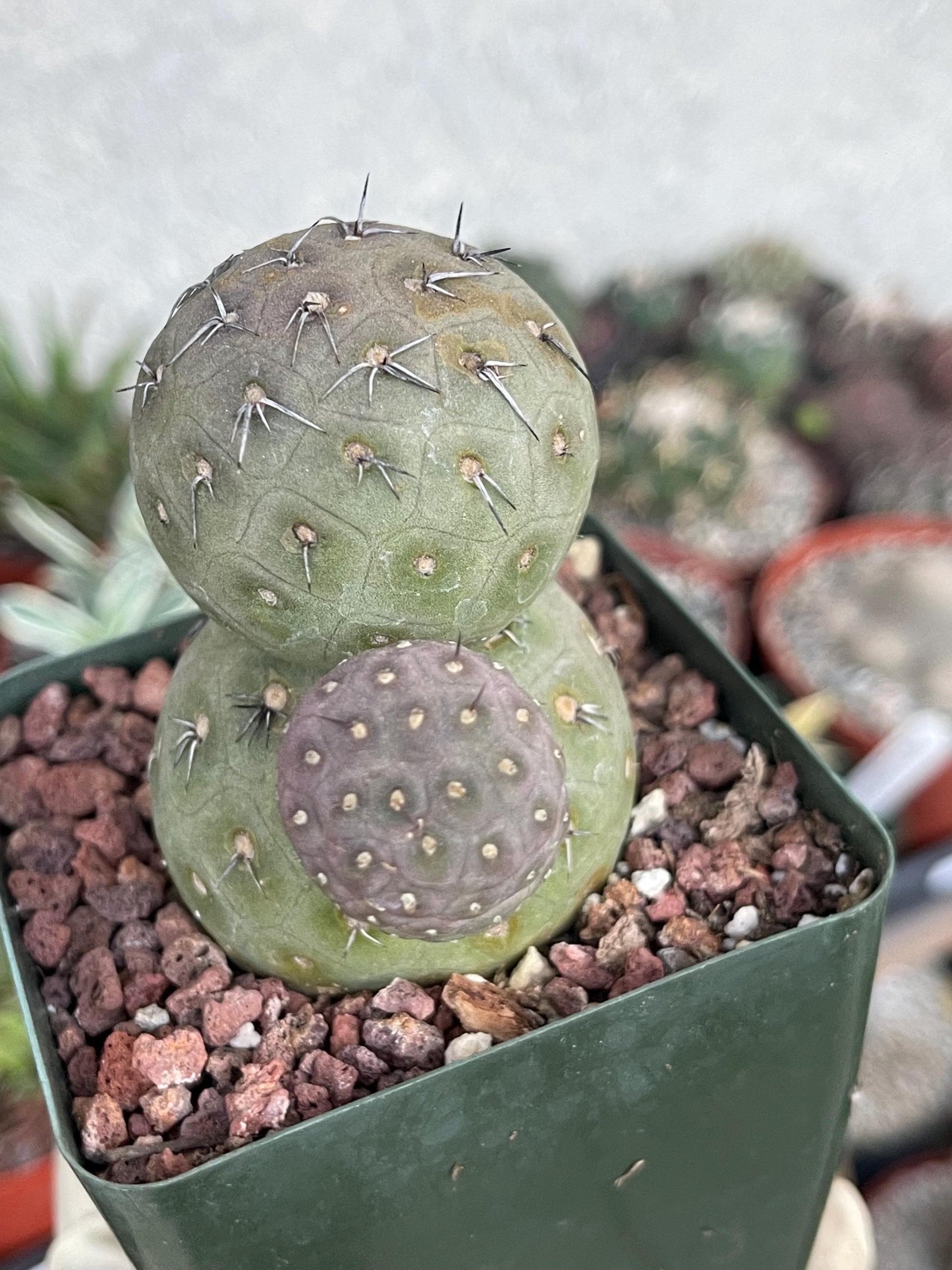 Tephrocactus Geometricus | live Cactus