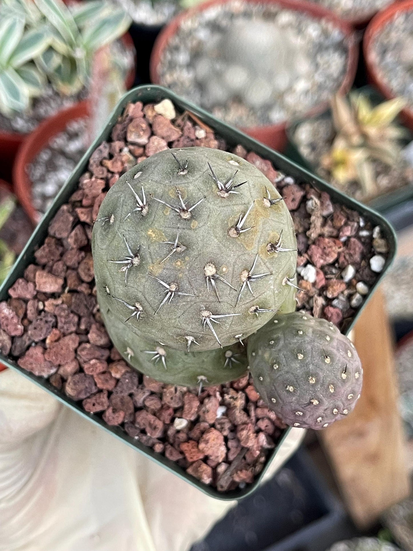 Tephrocactus Geometricus | live Cactus