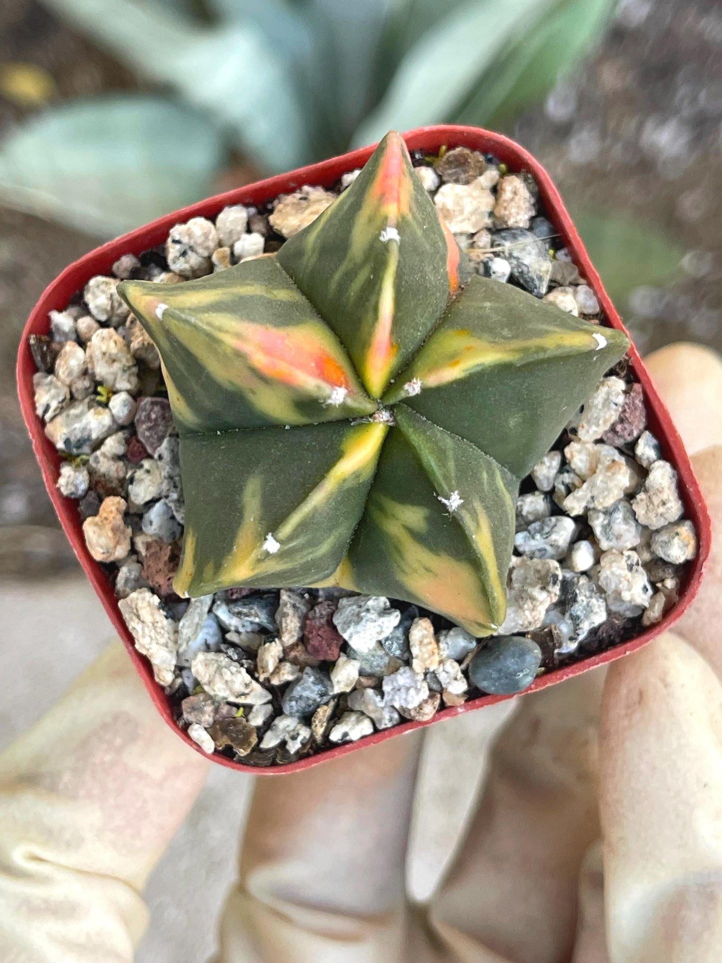 Variegated Astrophytum myriostigma cv Kikko | Live Cactus