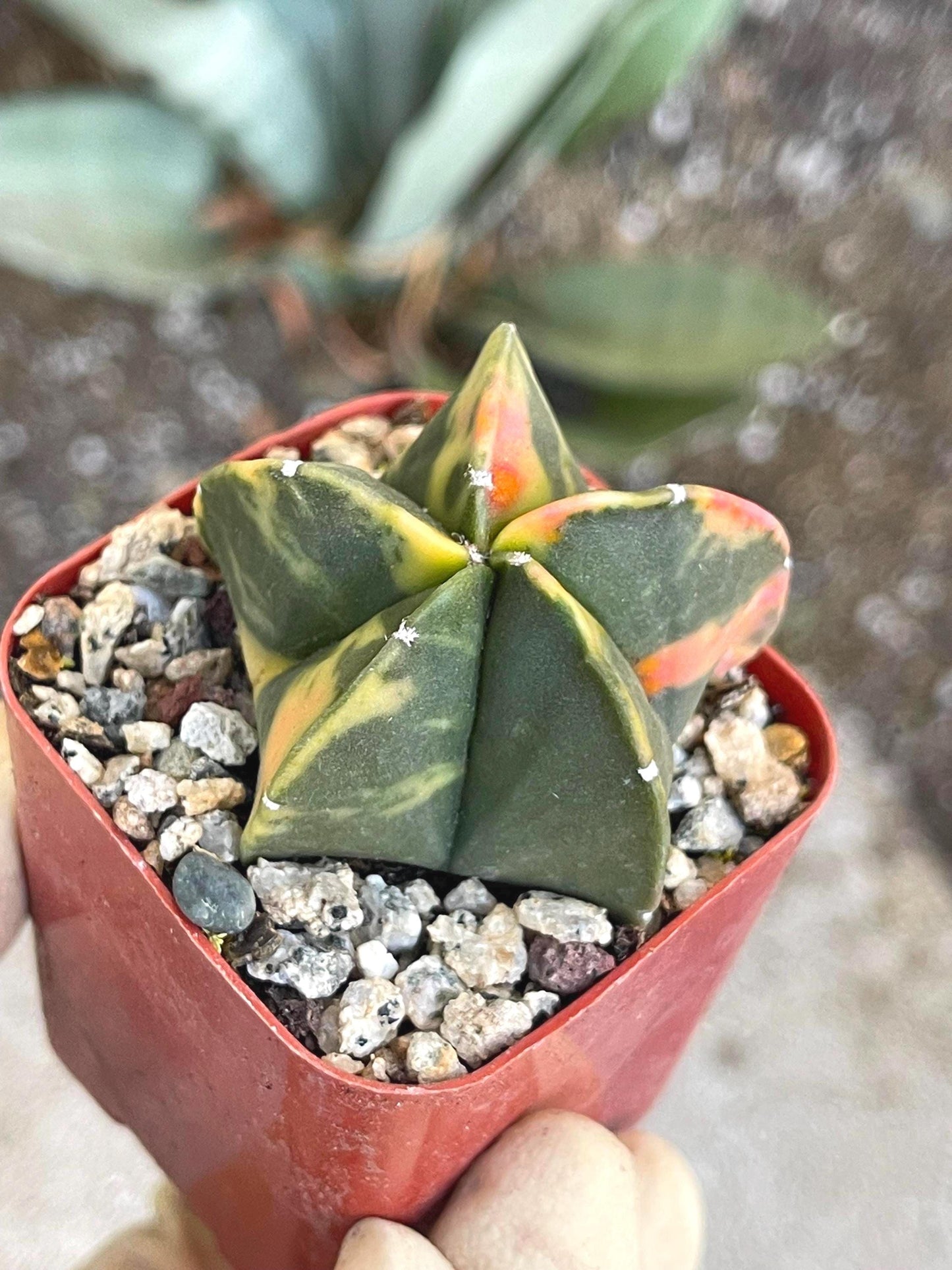 Variegated Astrophytum myriostigma cv Kikko | Live Cactus