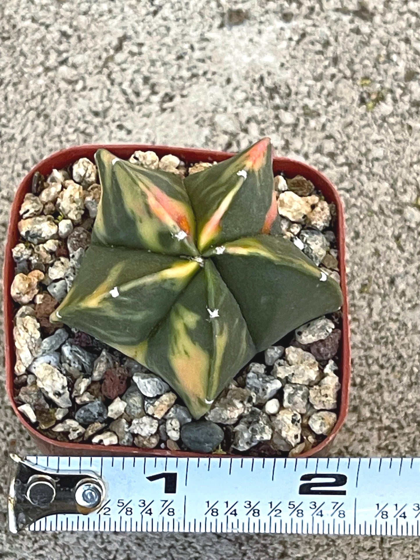 Variegated Astrophytum myriostigma cv Kikko | Live Cactus