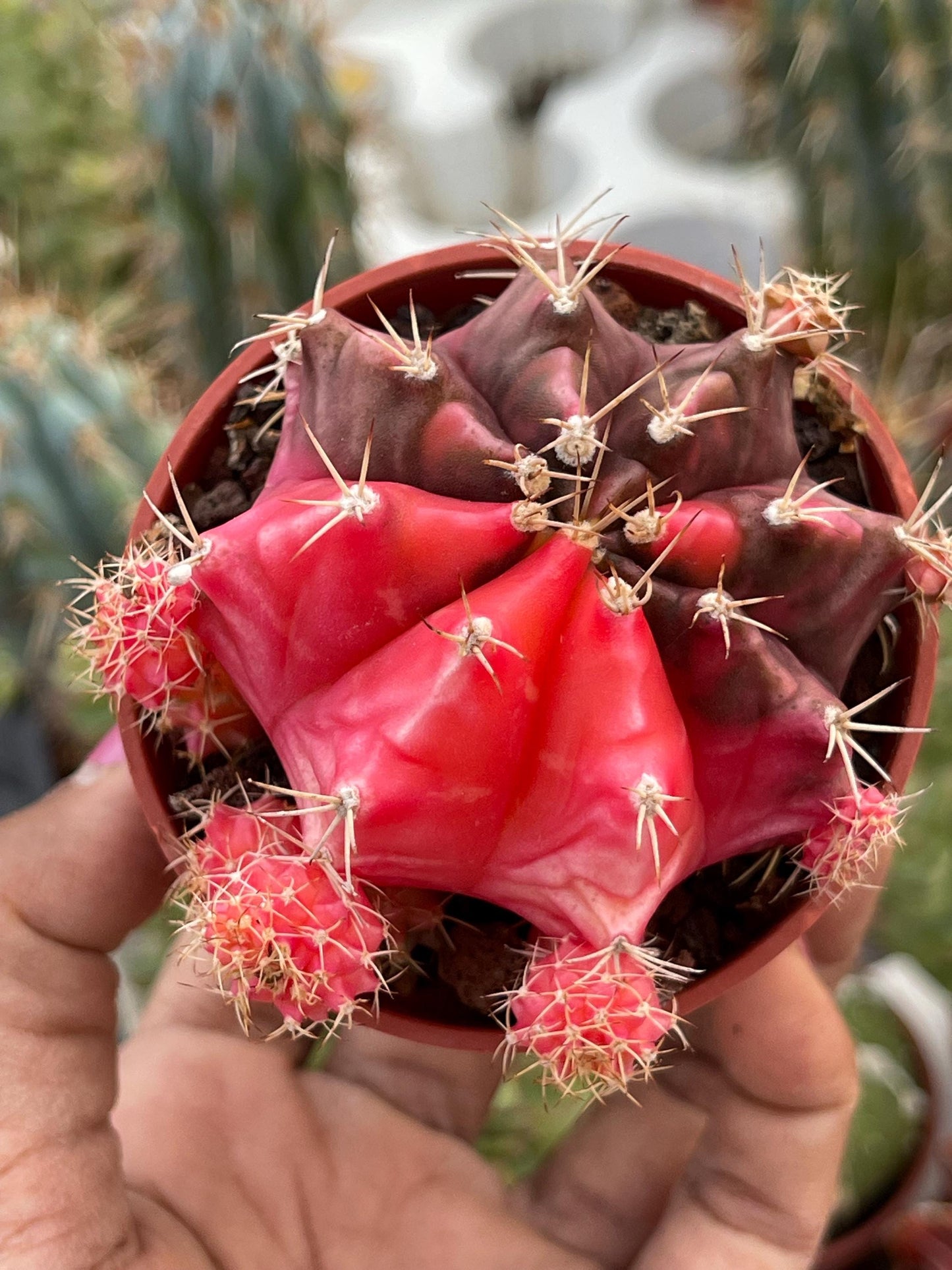 Variegated Gymnocalycium Mihanovichii | Live Cactus | Rare Cactus