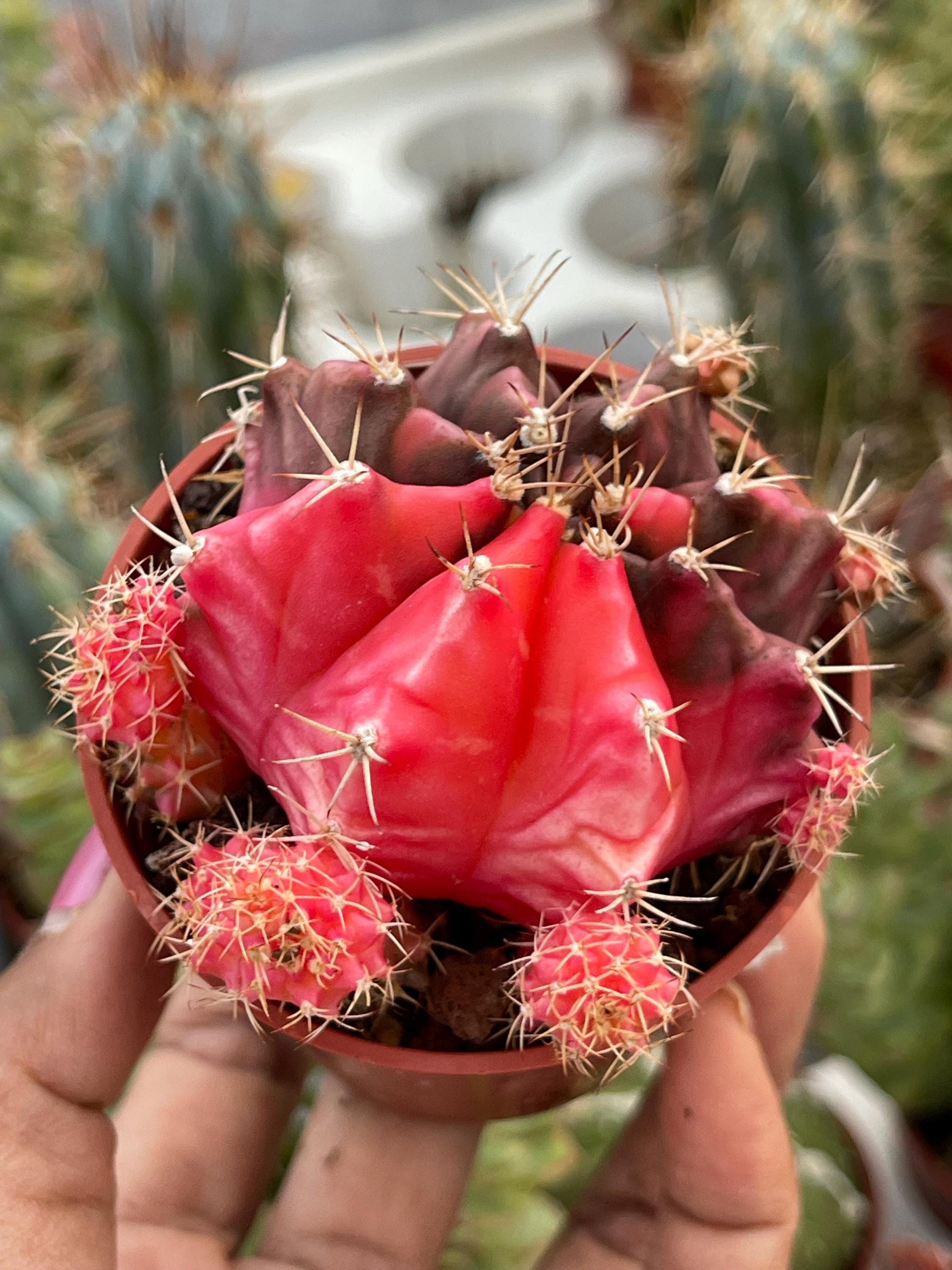 Variegated Gymnocalycium Mihanovichii | Live Cactus | Rare Cactus